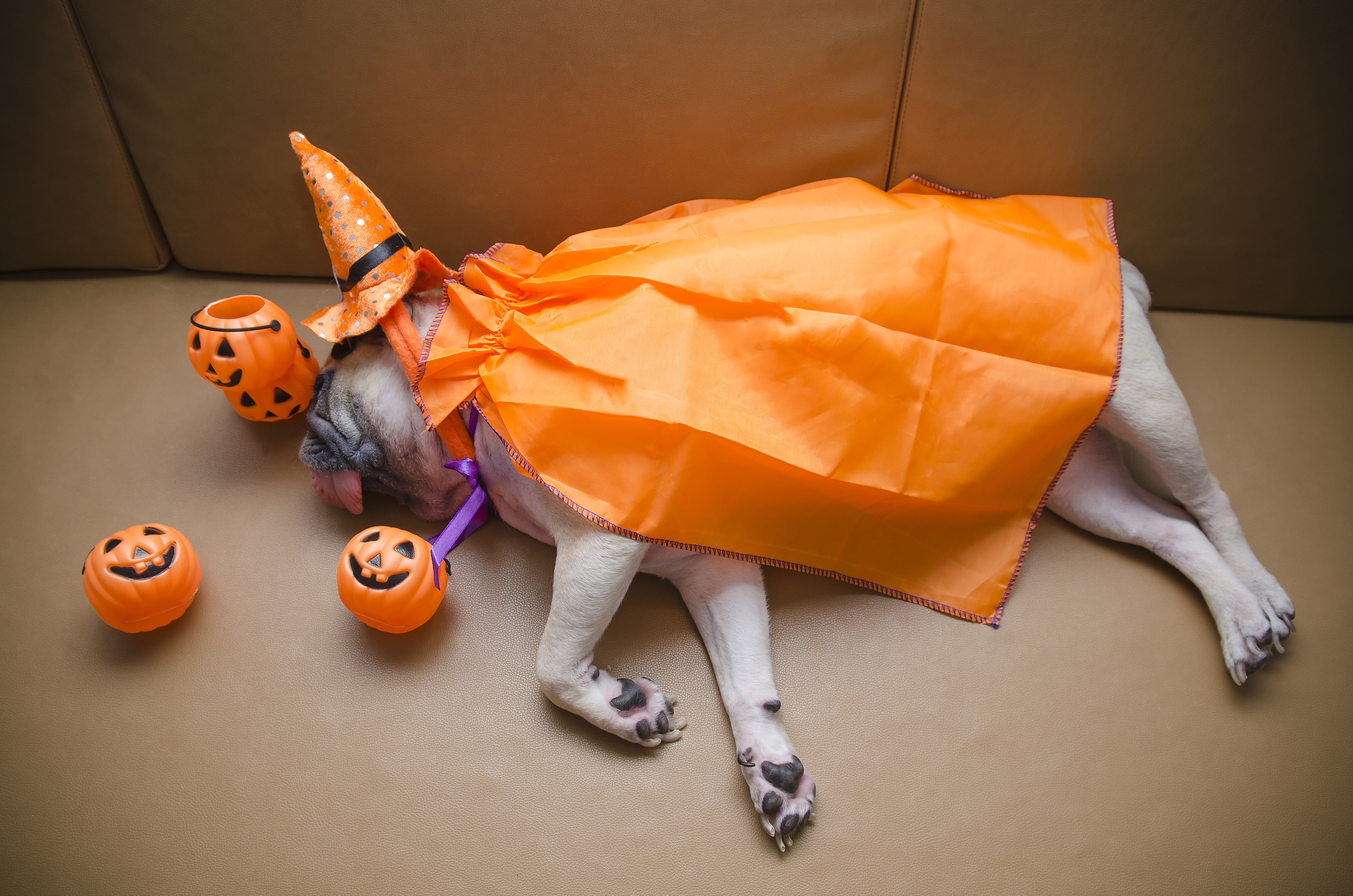 Pug in a Halloween Pumpkin Costume Sleeping HD Wallpaper