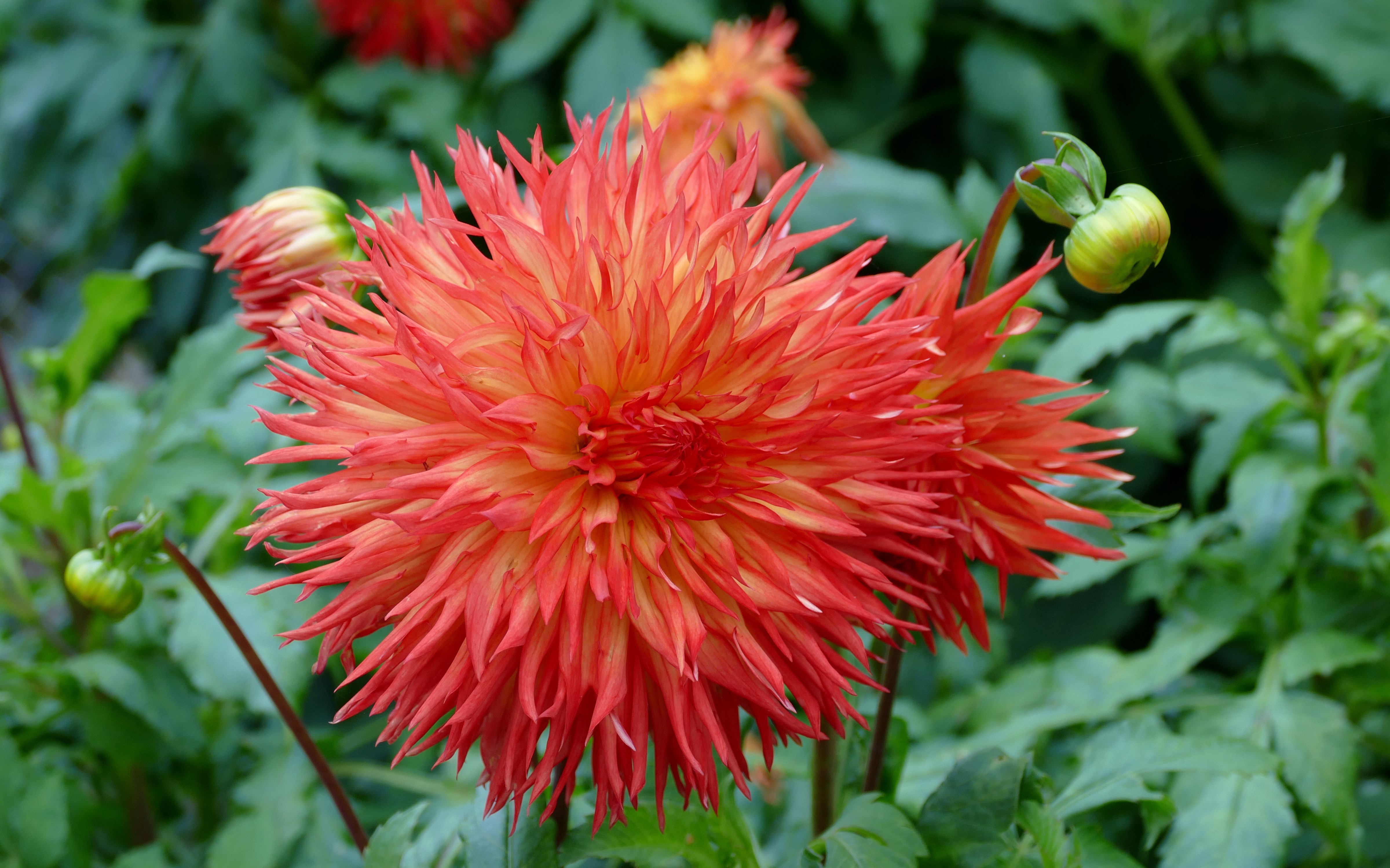 4K Dahlias closeup with flower buds HD Wallpaper