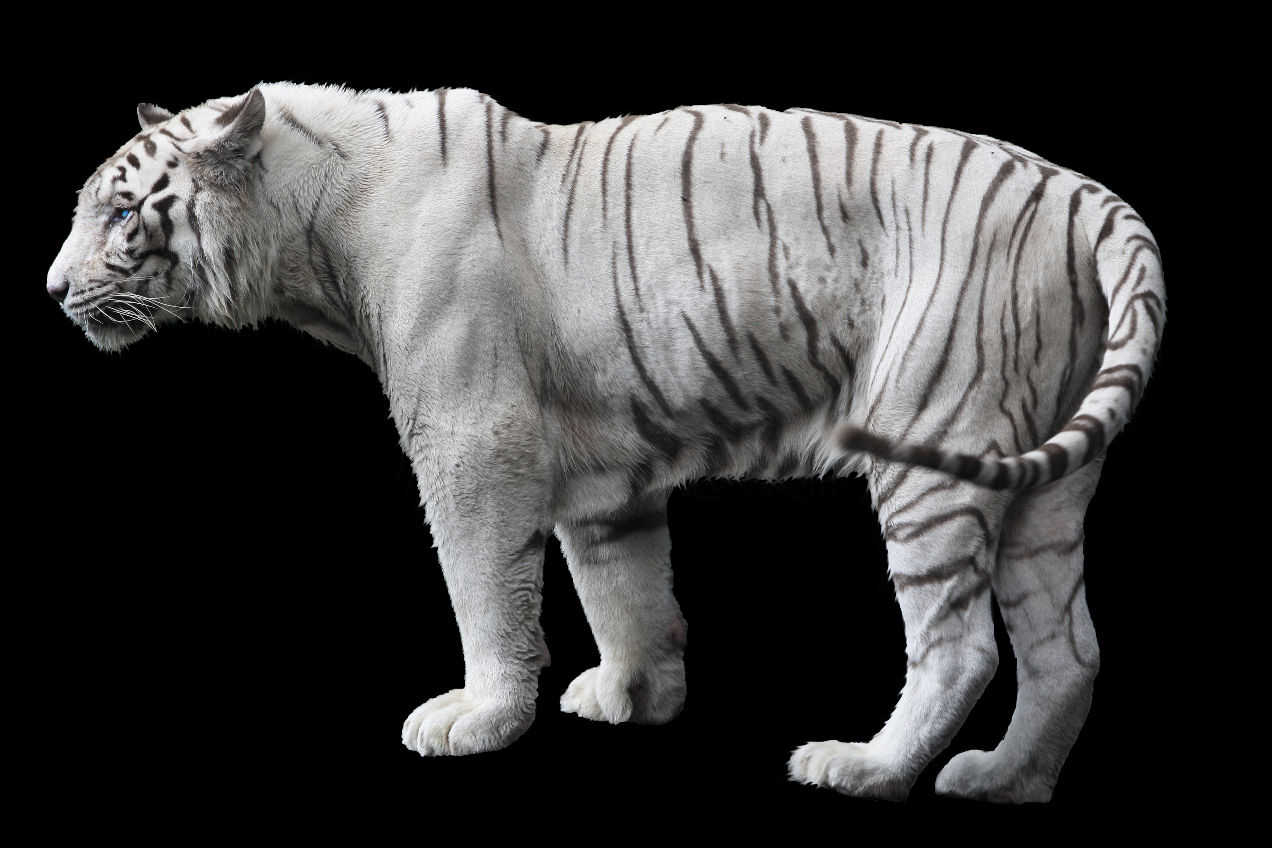 White Tiger on Black Background HD Wallpaper