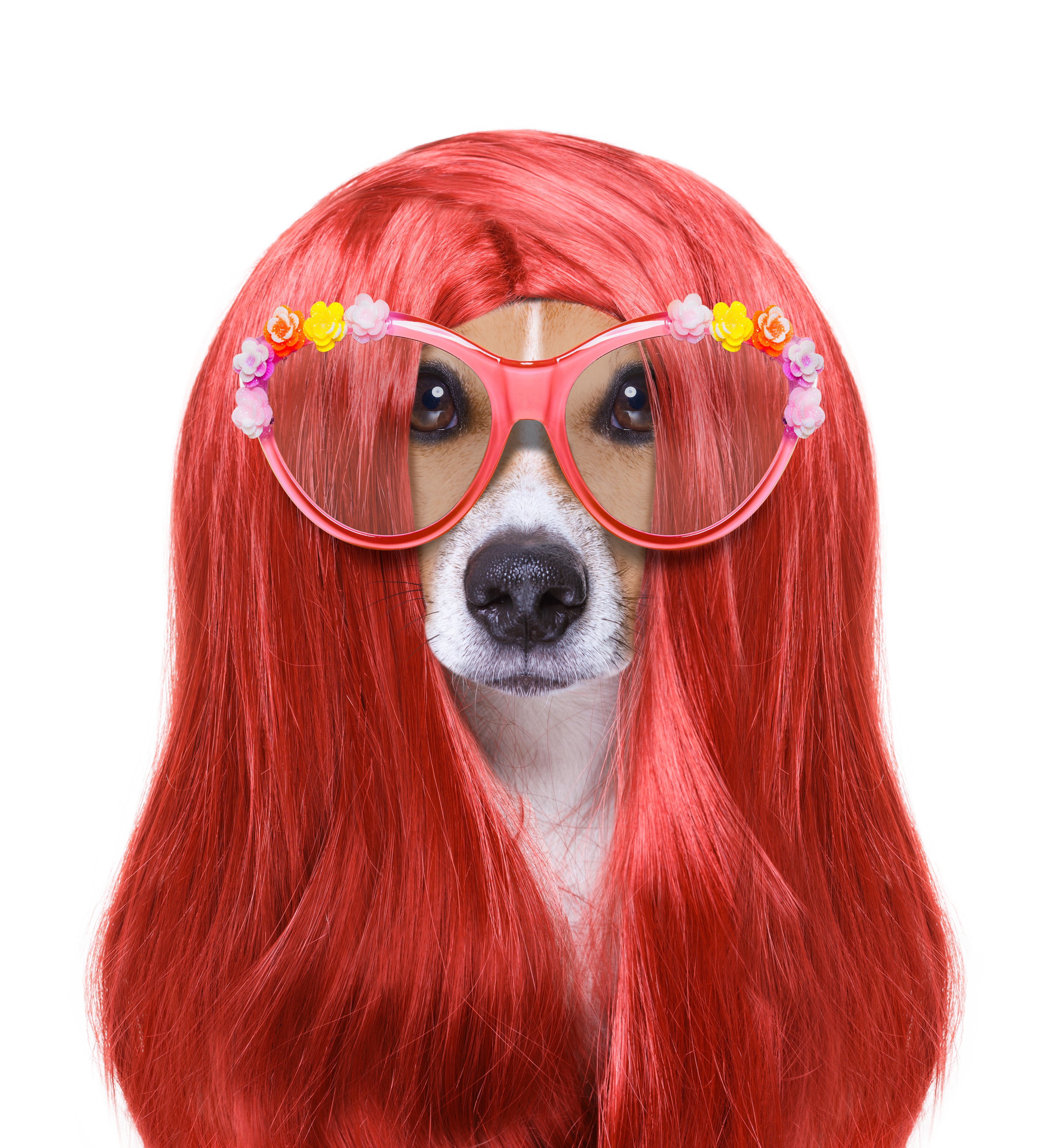 Dog wearing a red wig and flower glasses HD Wallpaper