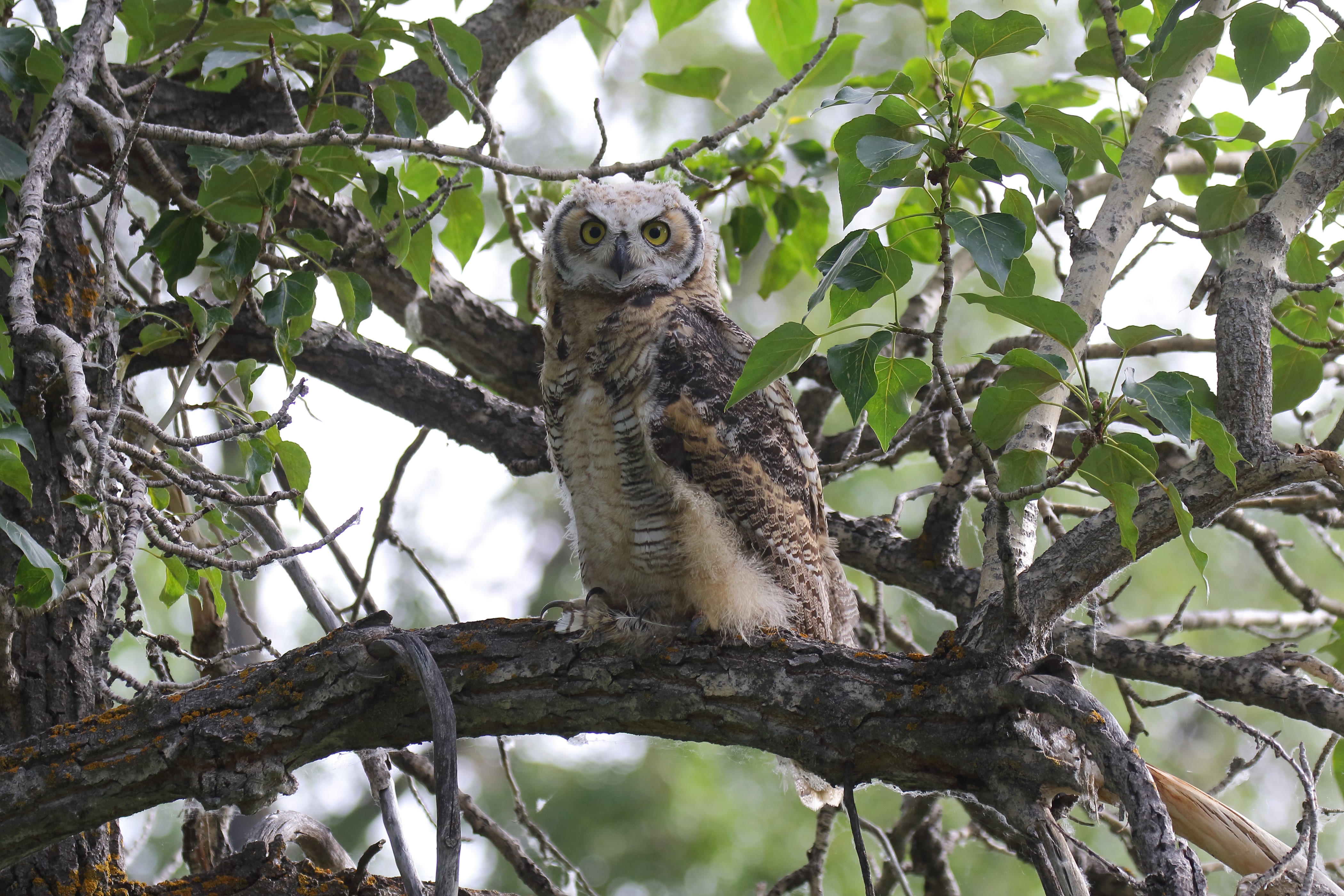 Great Horned Owl on Tree Branches HD Wallpaper