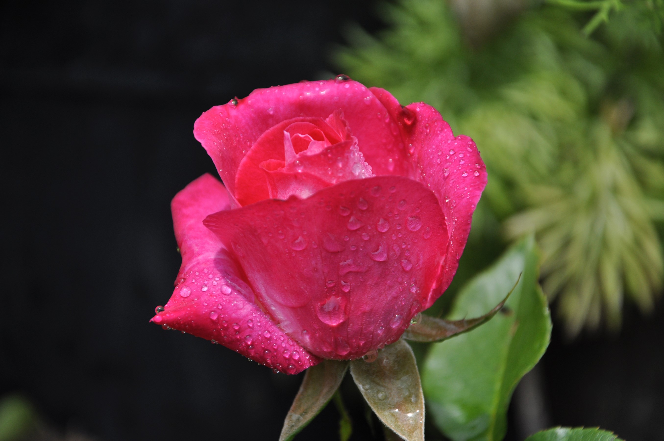 Pink rose with water drops HD Wallpaper