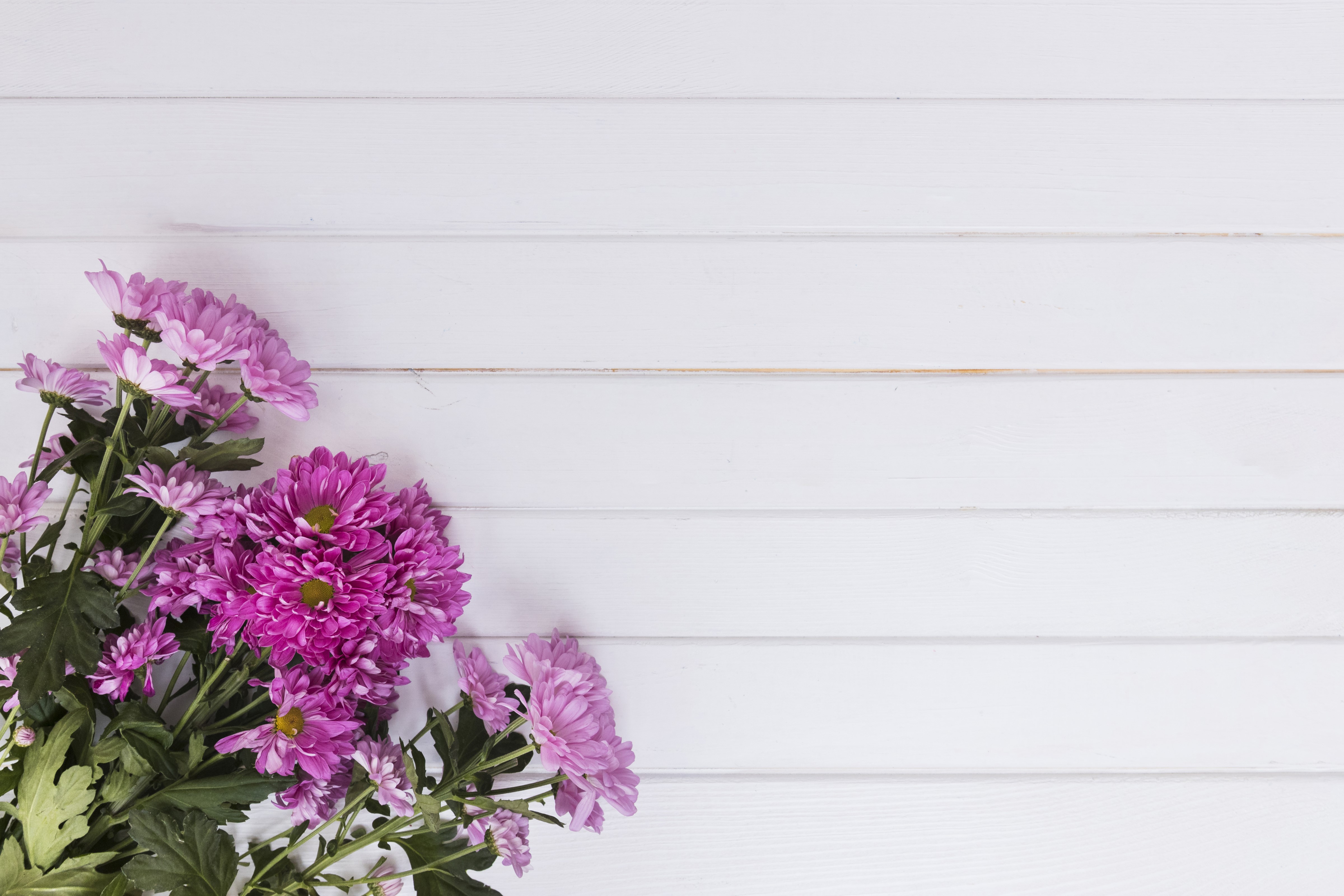 Pink Chrysanthemums on White Wooden Background HD Wallpaper