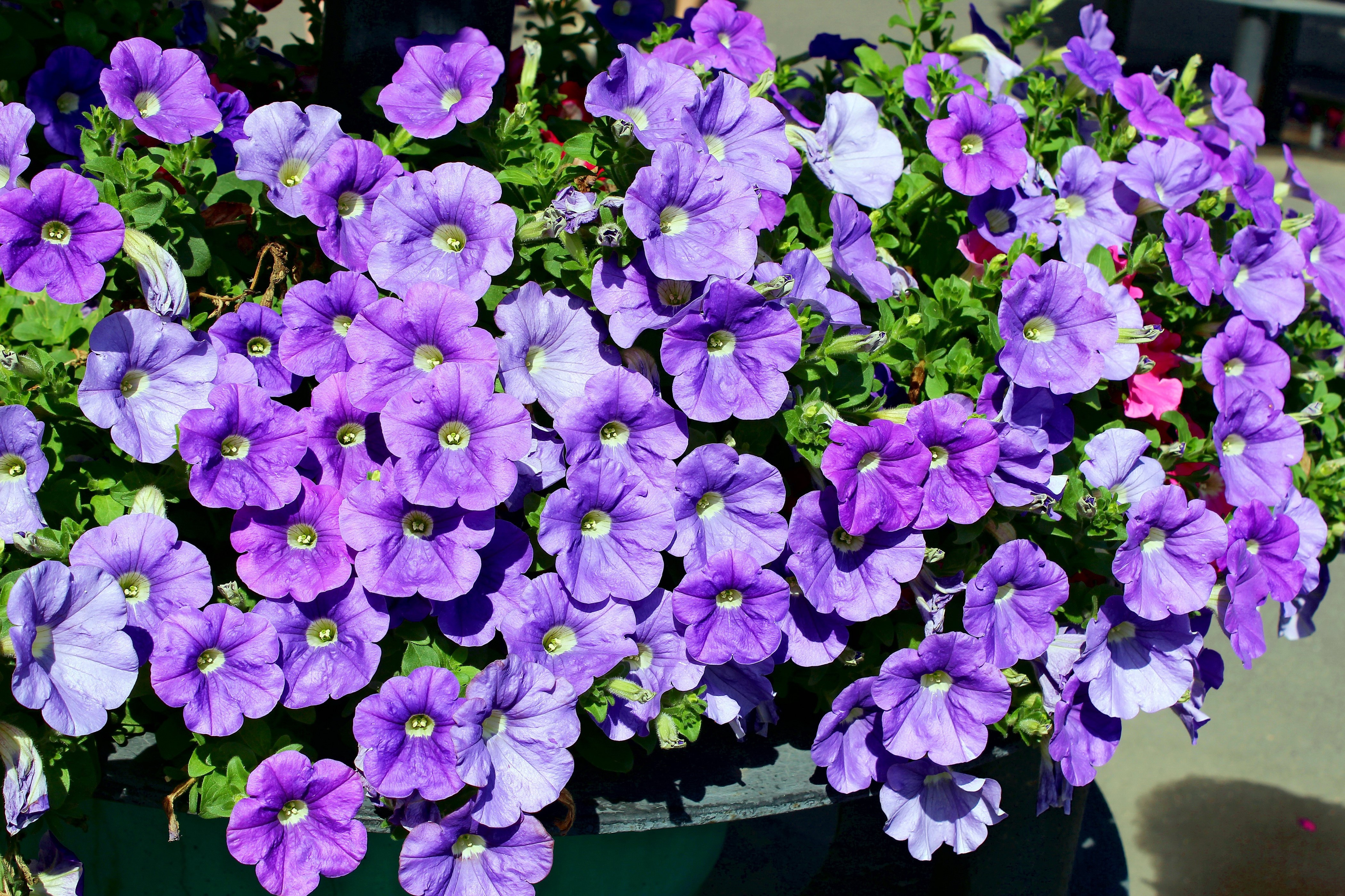 4K Closeup of Violet Petunias HD Wallpaper