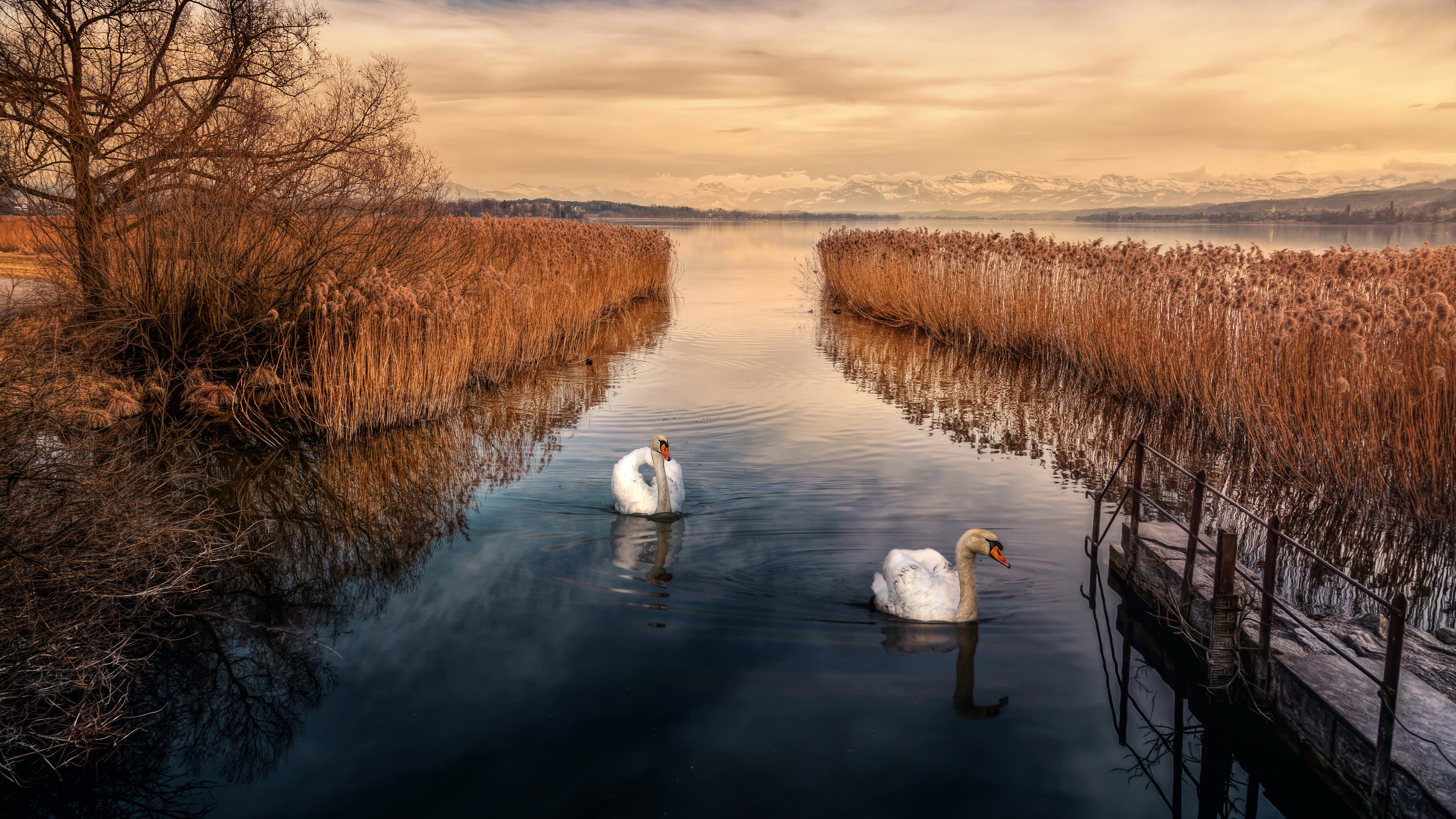 Two swans swimming in a lake with reeds and mountains HD Wallpaper