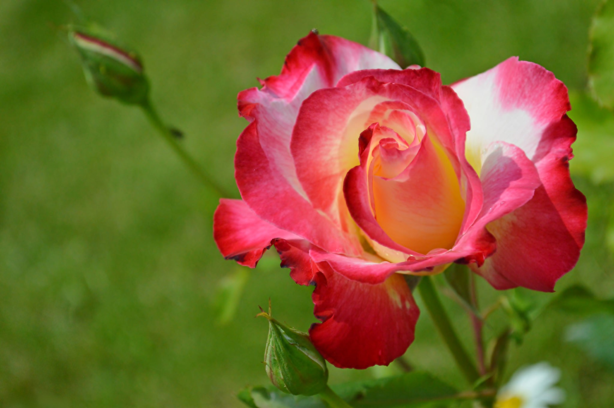 Close-up of a bi-colored rose with red and yellow petals HD Wallpaper