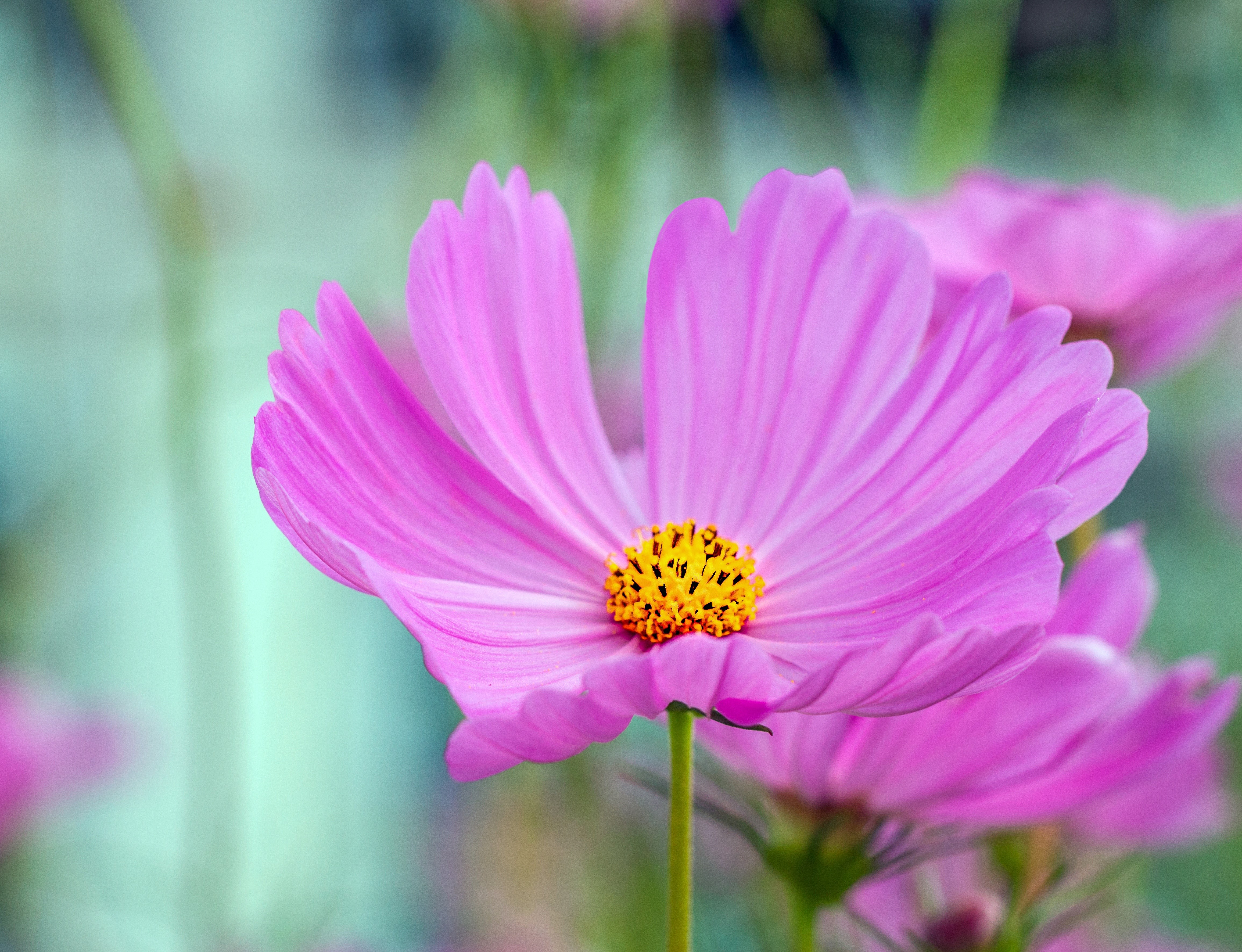 4K Closeup of a Pink Cosmos Flower HD Wallpaper