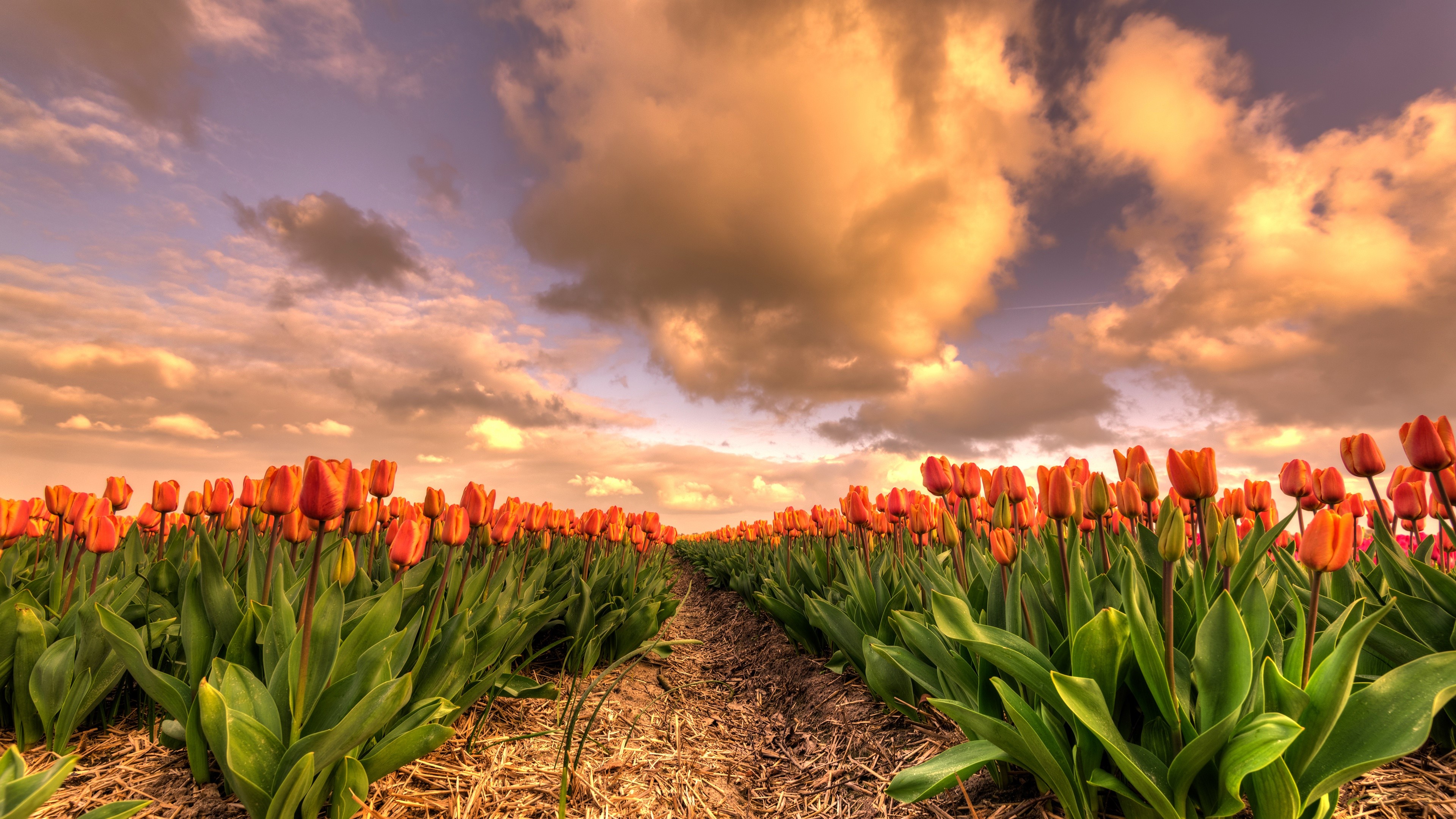 4K Orange Tulips Field at Sunset HD Wallpaper