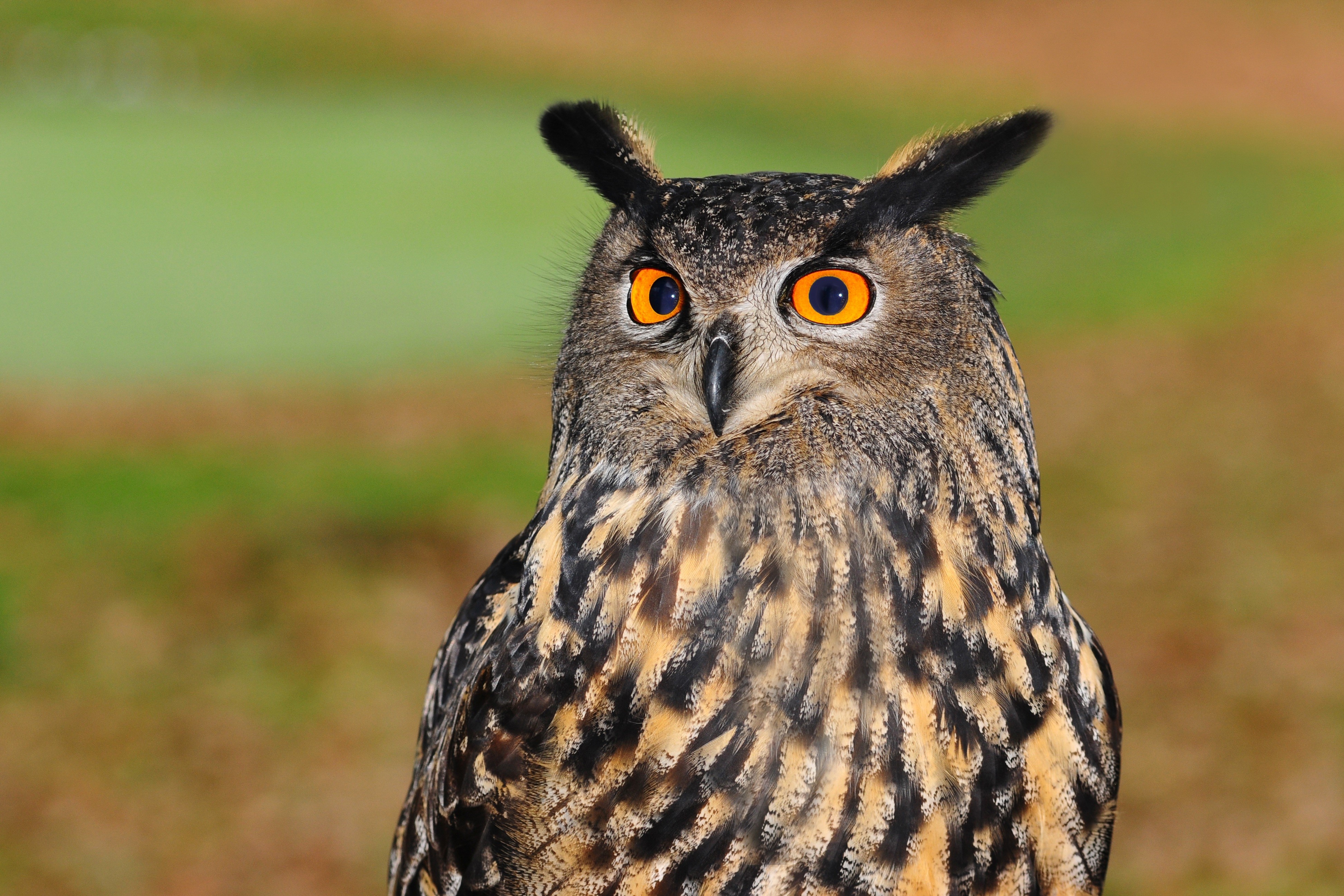 Eurasian eagle-owl looking to the side HD Wallpaper