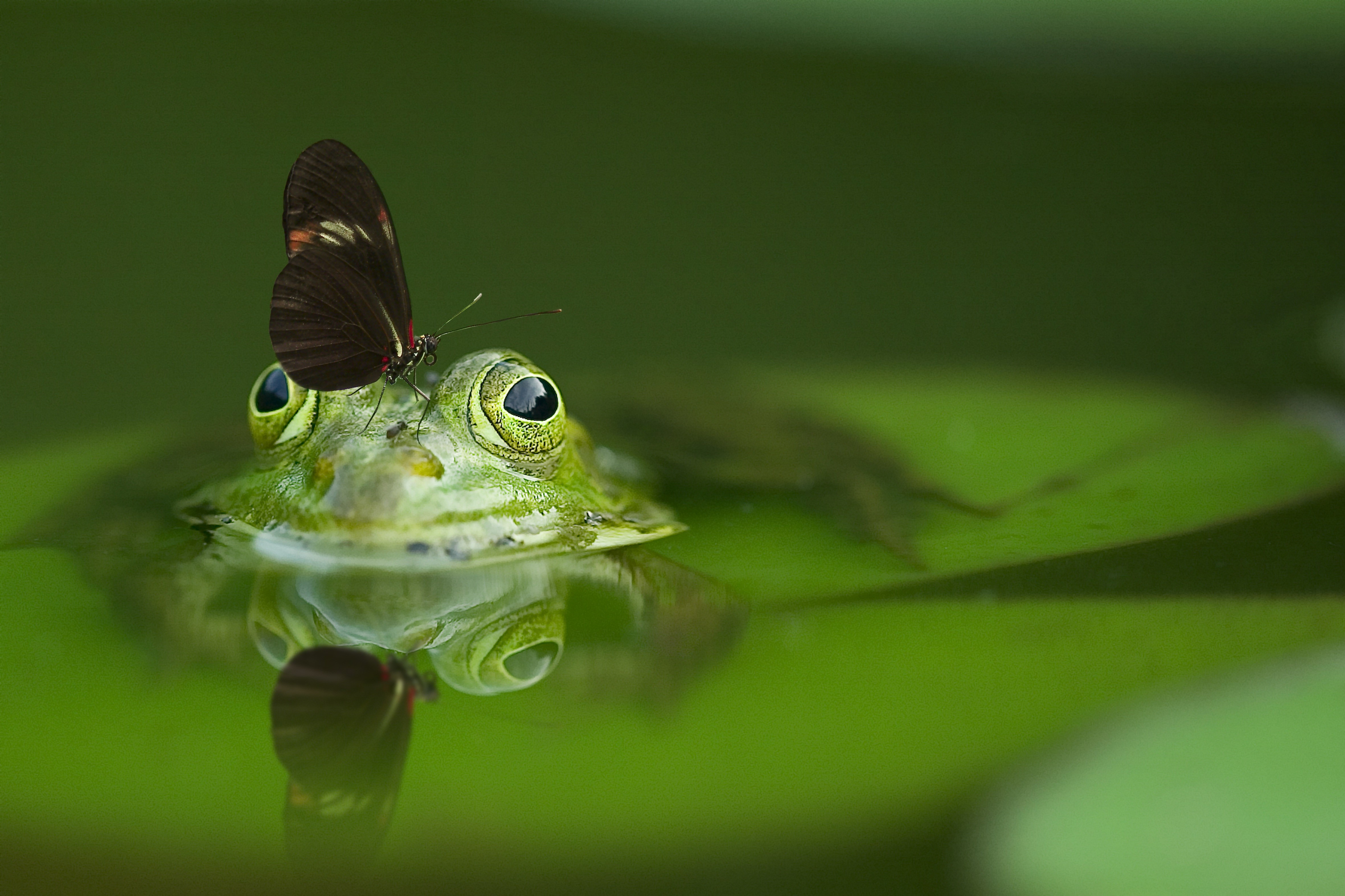 Frog with Butterfly on Lily Pad HD Wallpaper