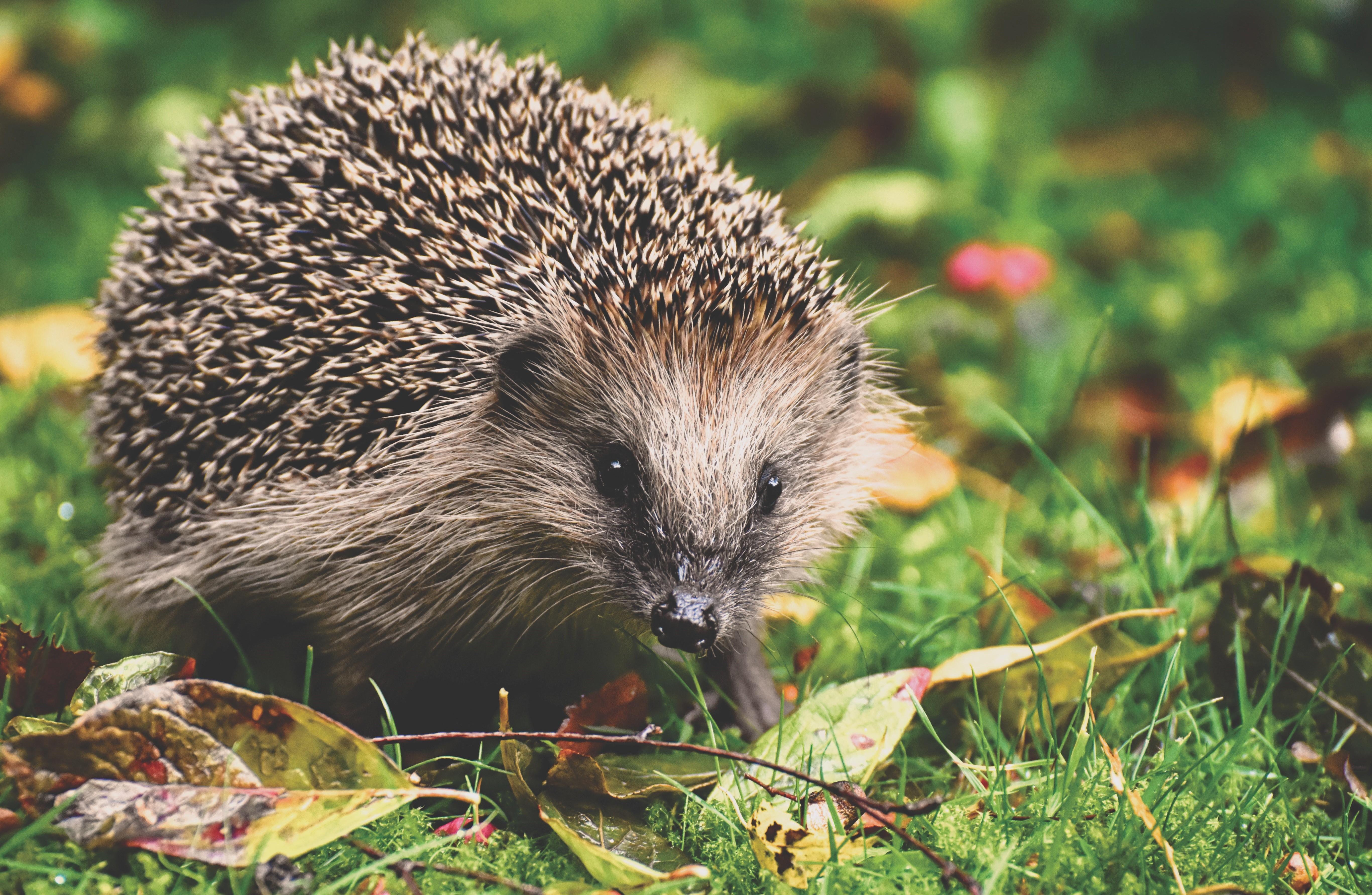 Hedgehog in grass with fallen leaves HD Wallpaper