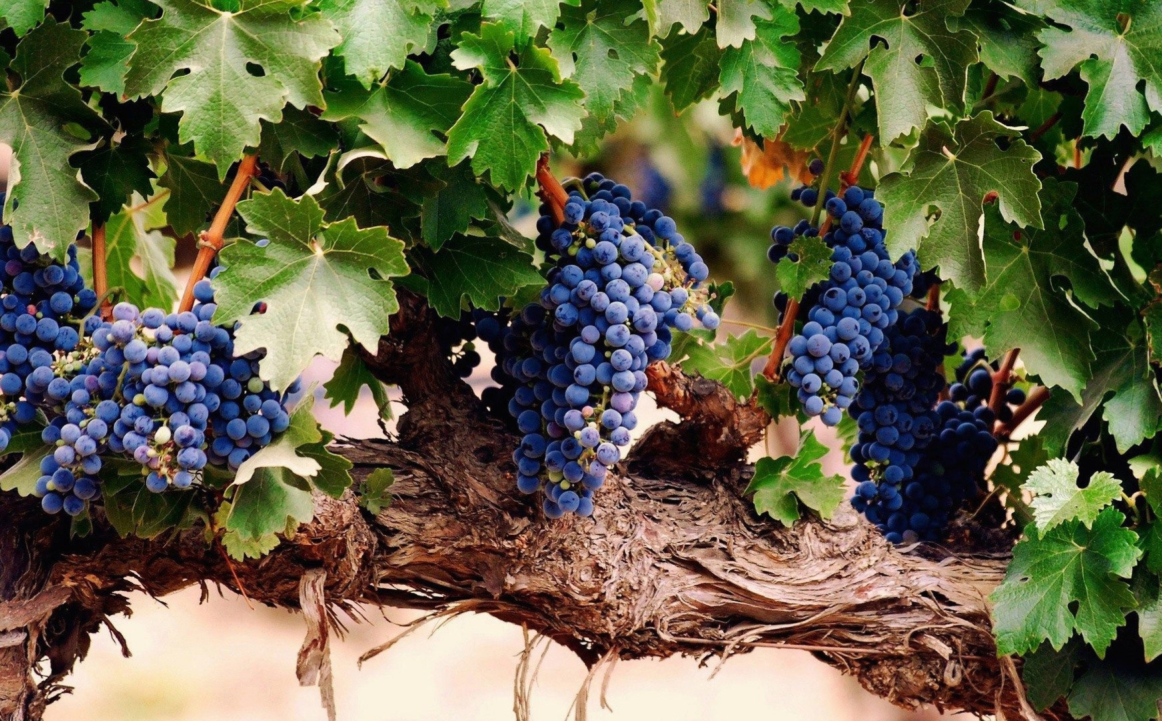 Bunches of ripe purple grapes on a vine HD Wallpaper