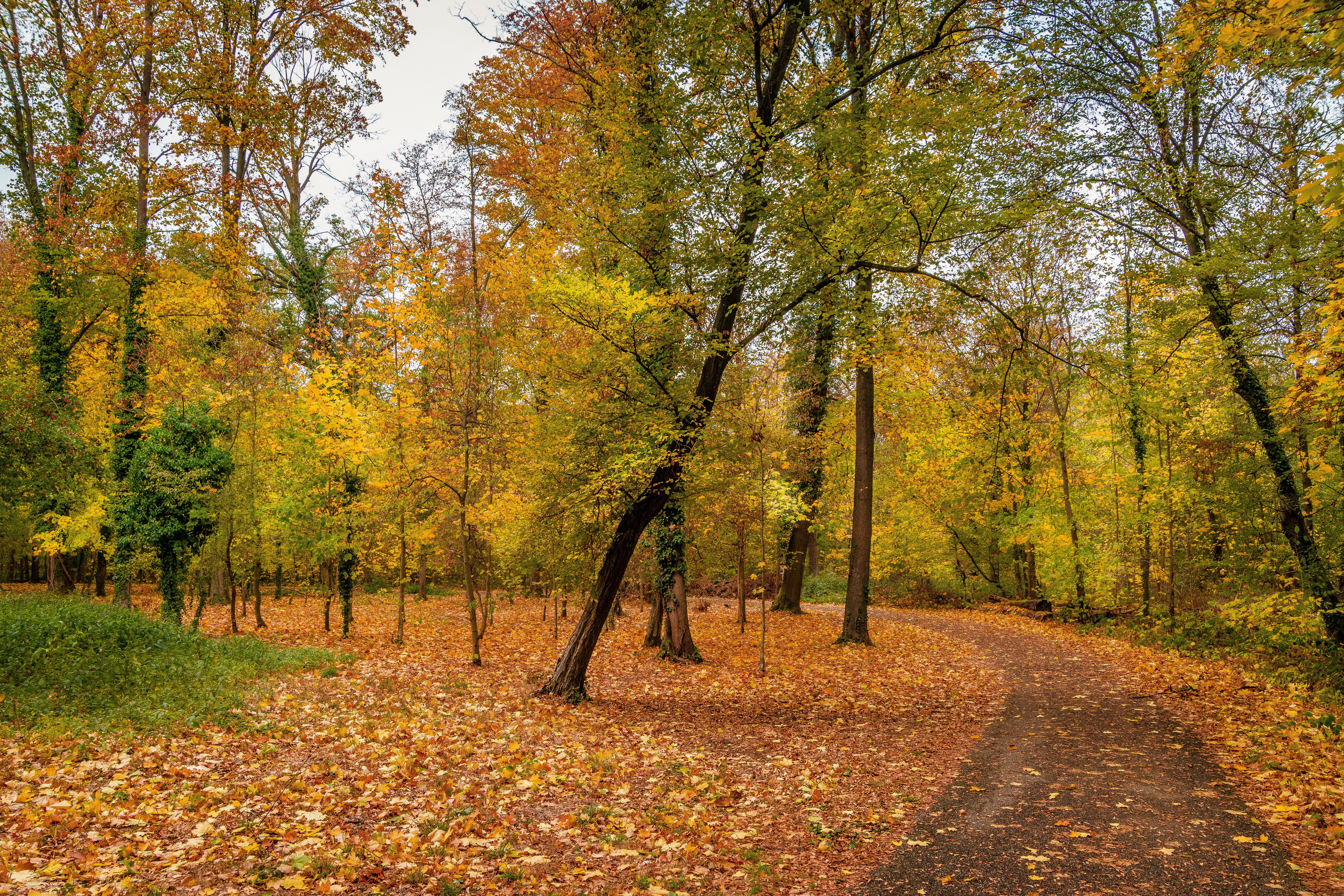 Autumn park with colorful trees and fallen leaves in Karlsruhe, Germany HD Wallpaper