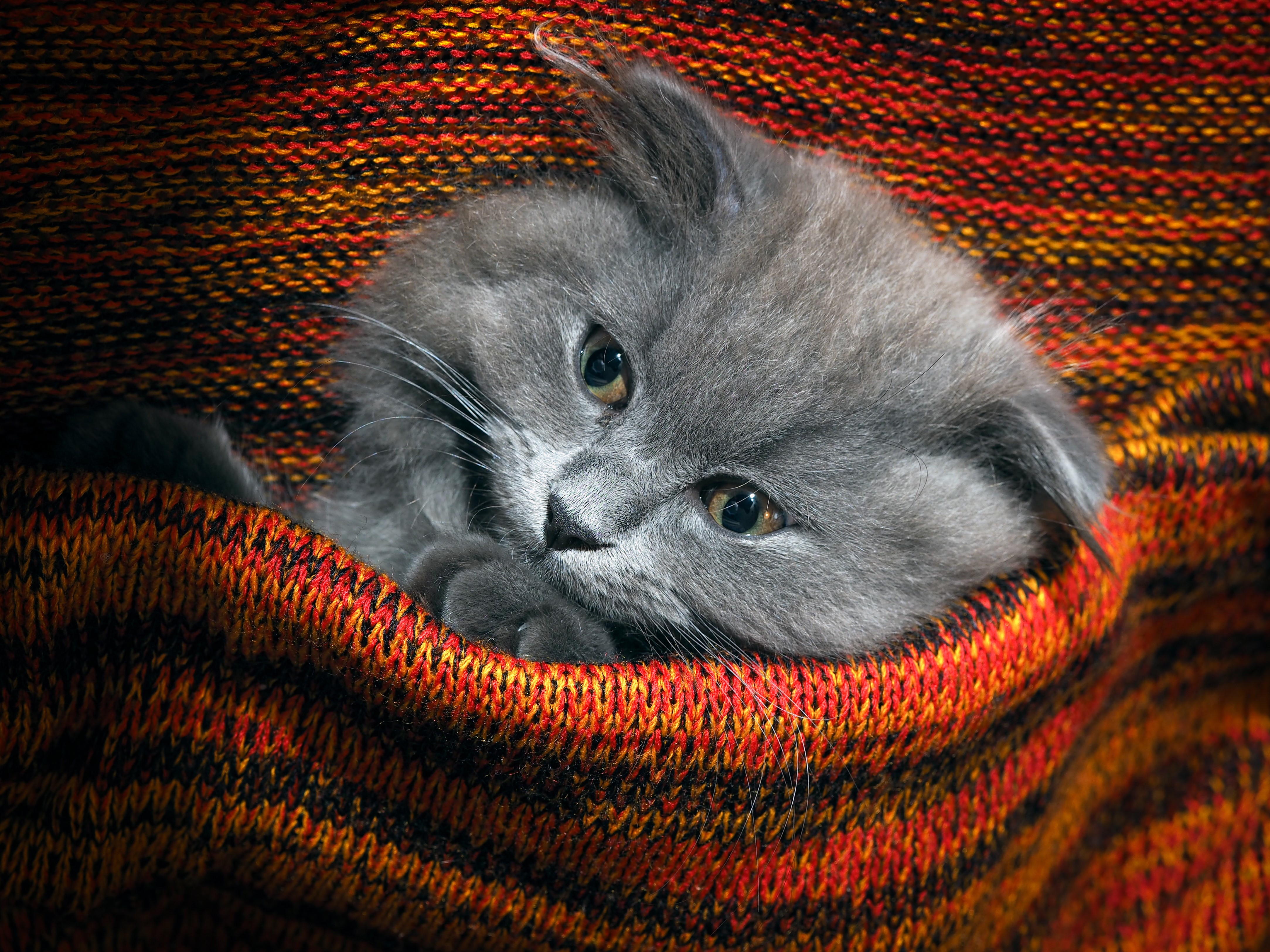 A fluffy grey kitten peeking out of a colorful knitted blanket HD Wallpaper