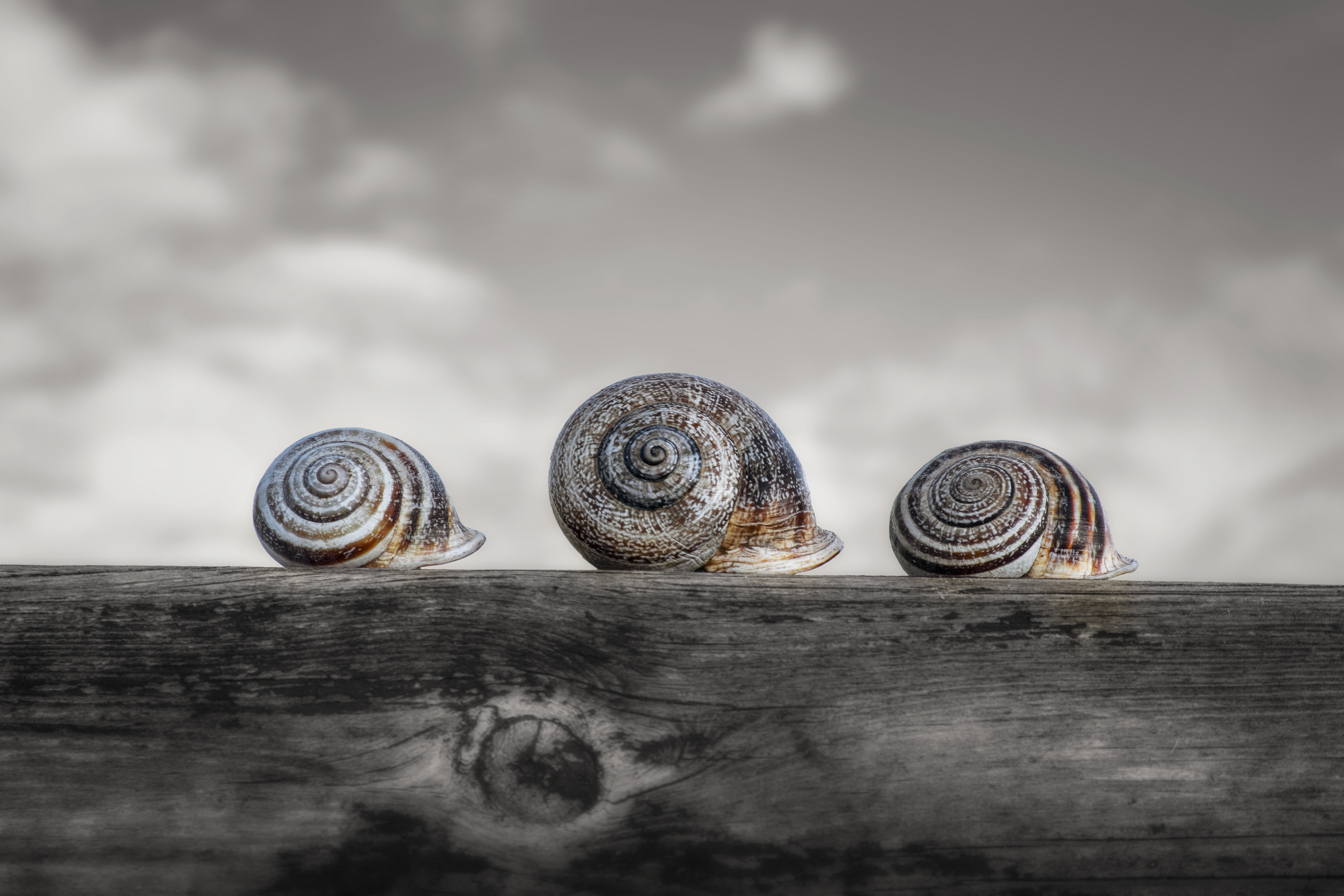 Three Snails on a Wooden Plank HD Wallpaper