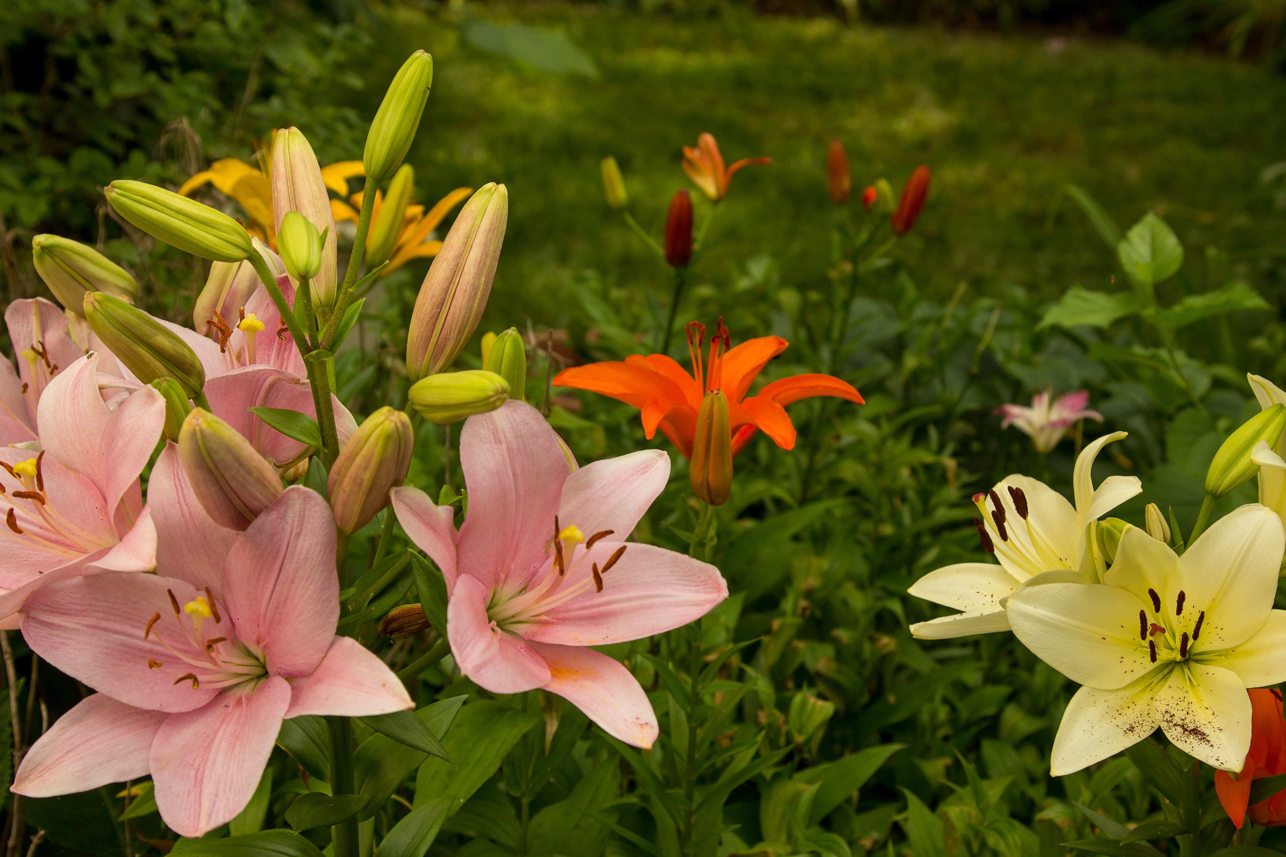 Pink and yellow lilies in a garden HD Wallpaper