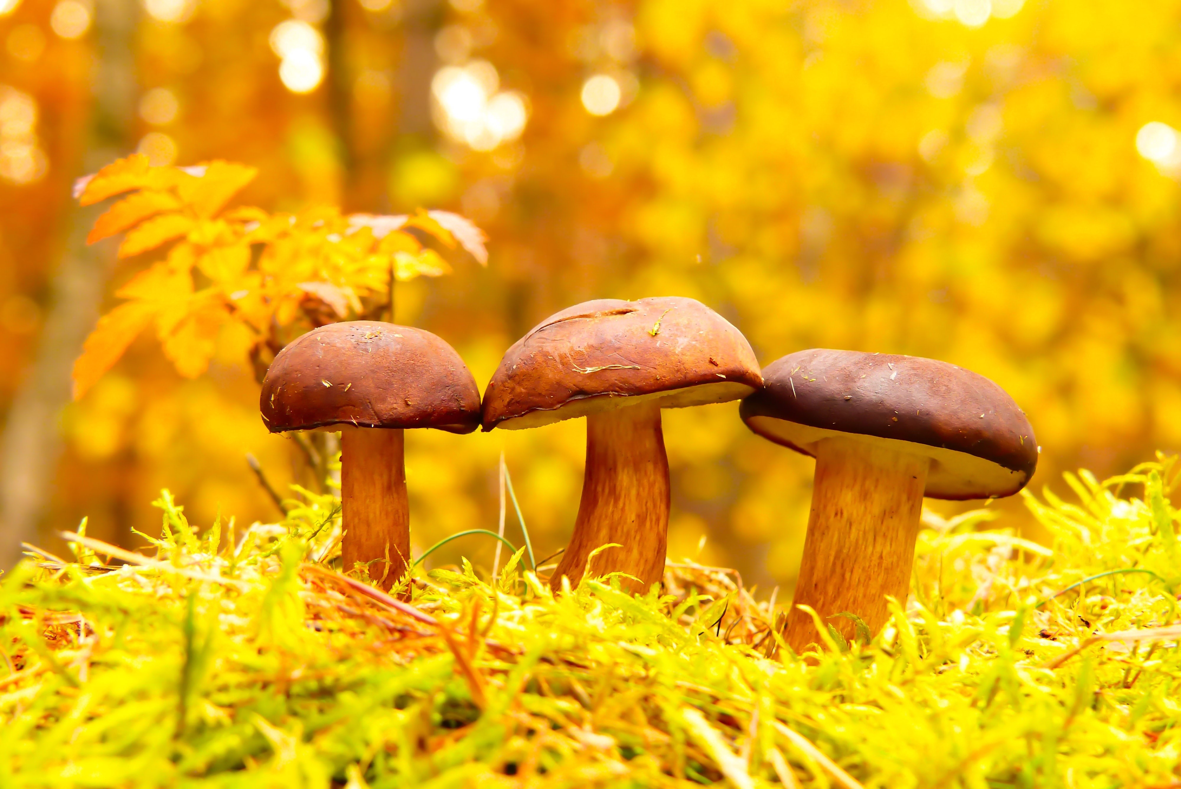 Three mushrooms in autumn forest HD Wallpaper