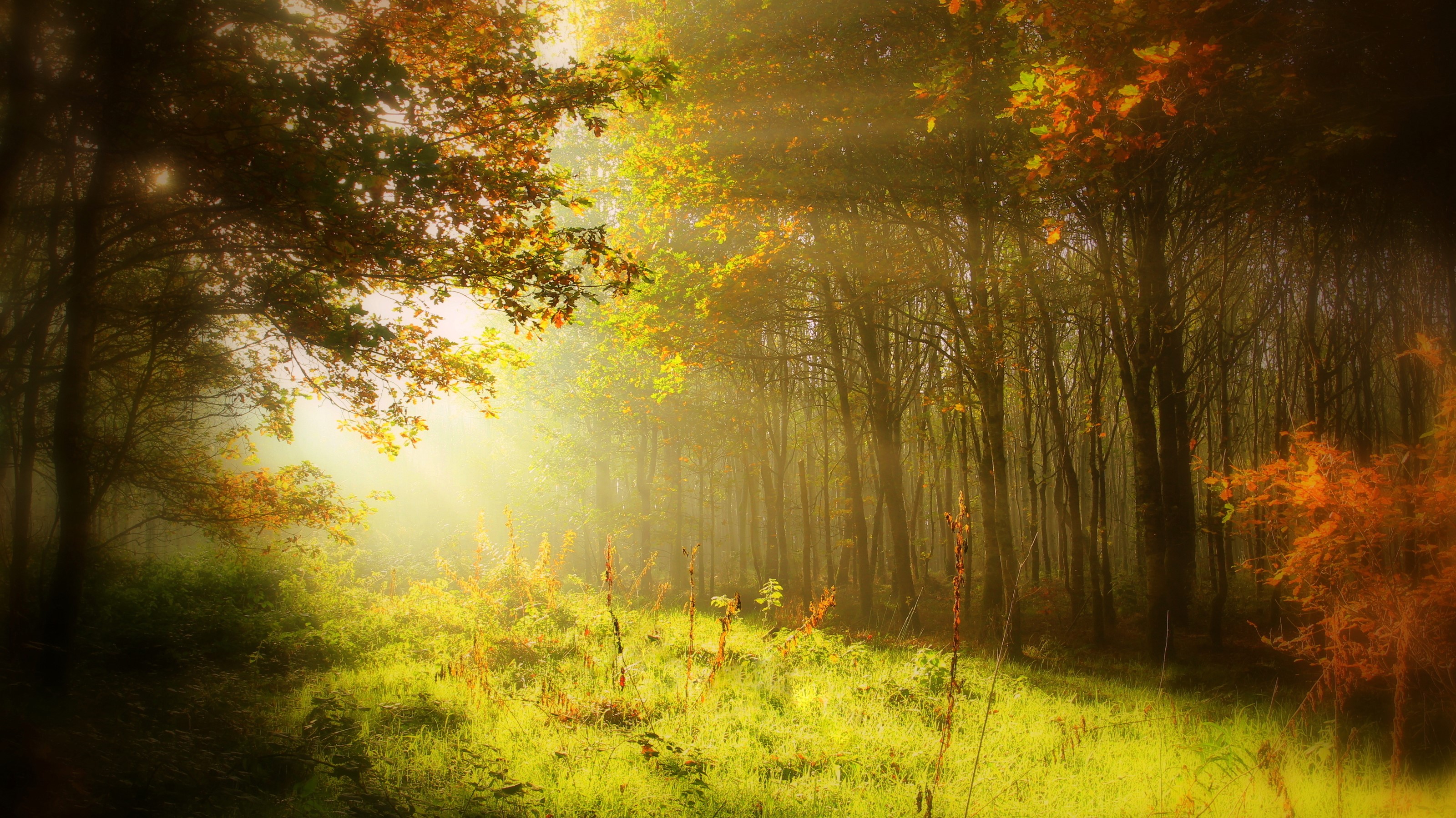 Autumn forest with sun rays filtering through trees HD Wallpaper