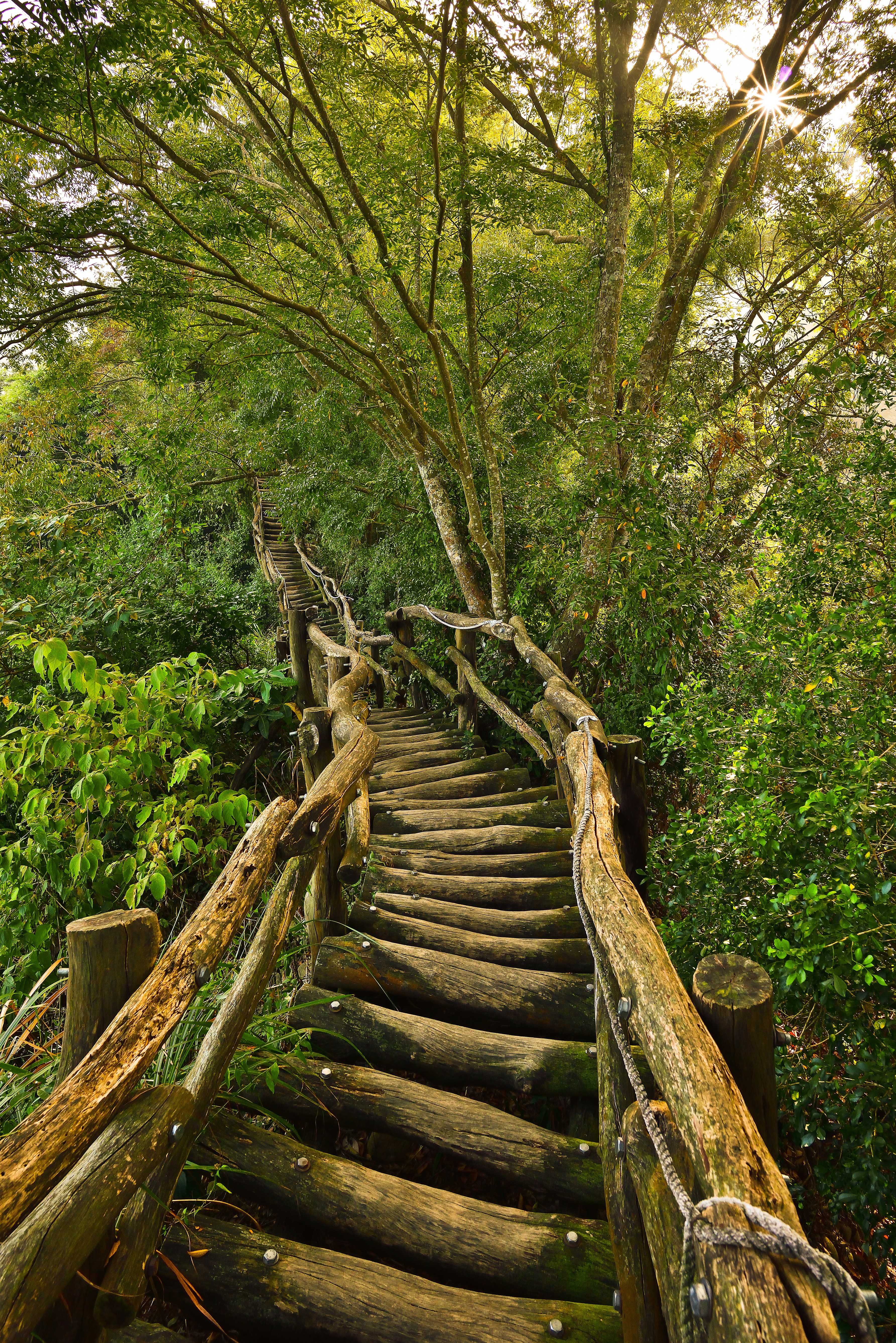 Wooden staircase in a lush green forest HD Phone Wallpaper