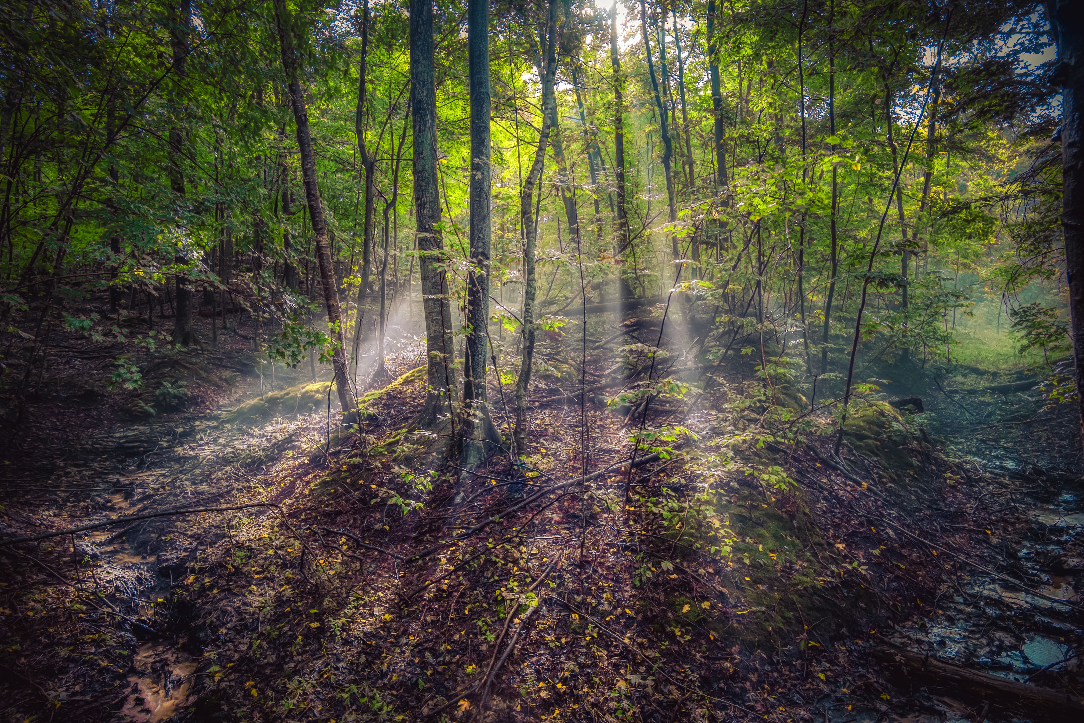 Forest with Rays of Light in Leelanau, Michigan HD Wallpaper