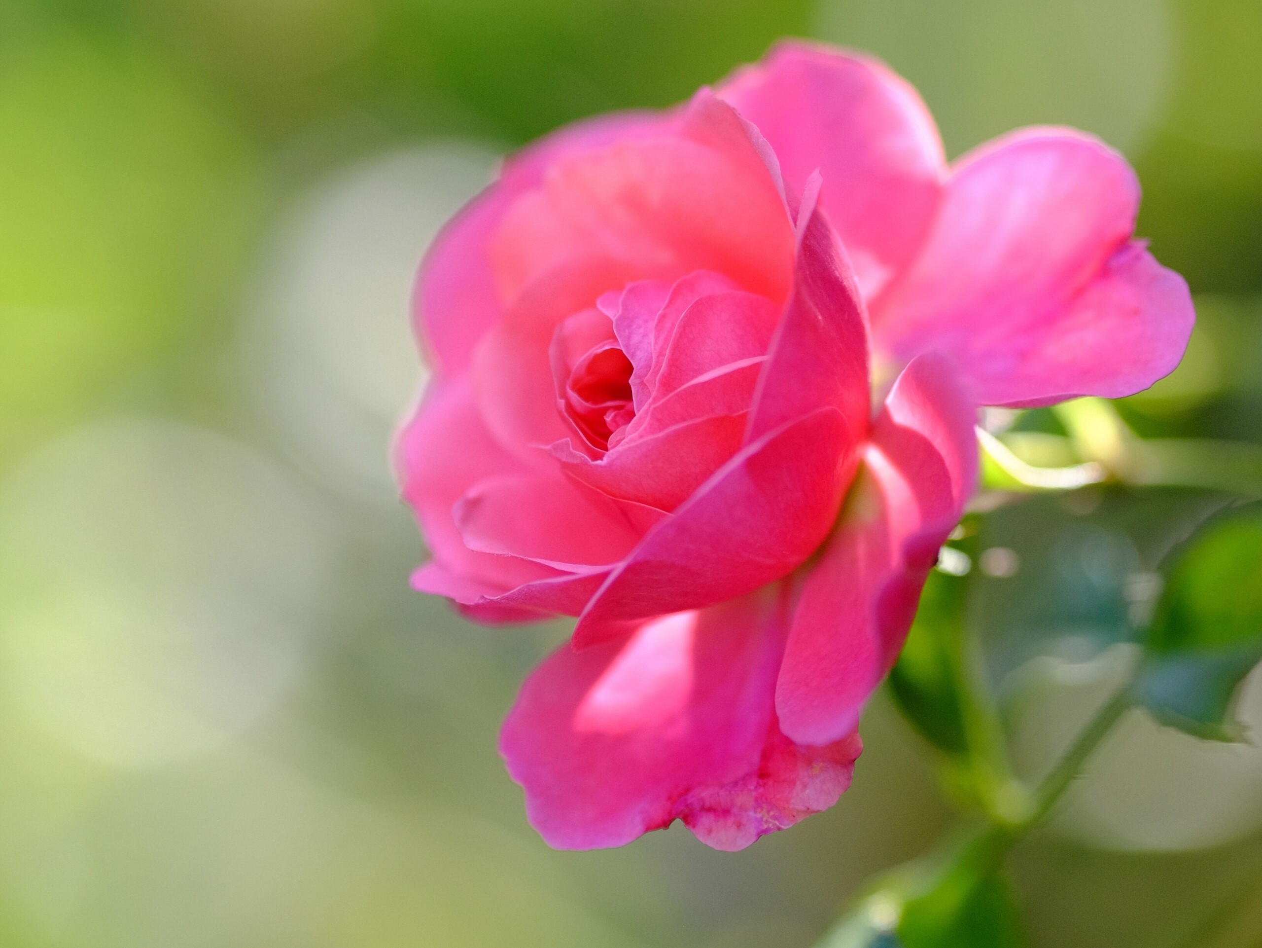 Close-up of a pink rose HD Wallpaper