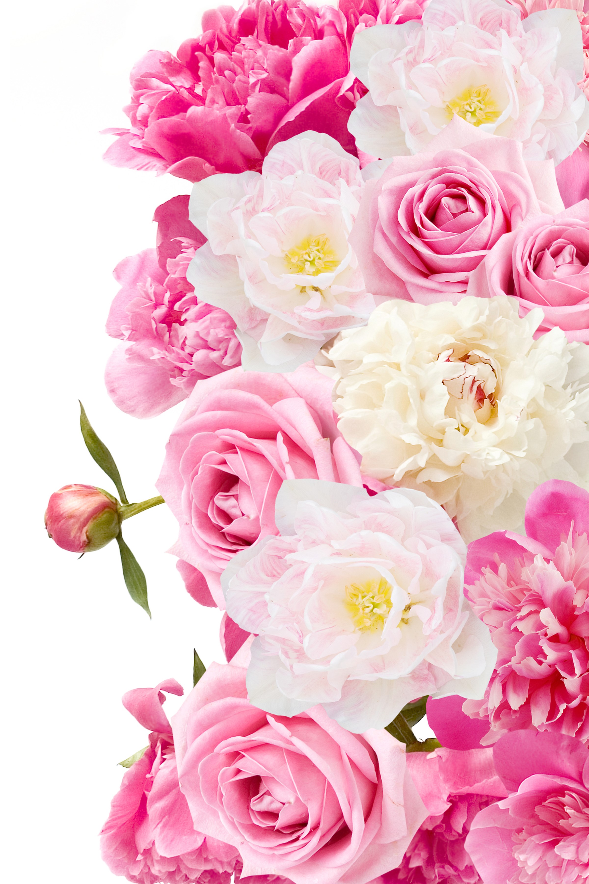 Pink and white roses and peonies on a white background HD Phone Wallpaper