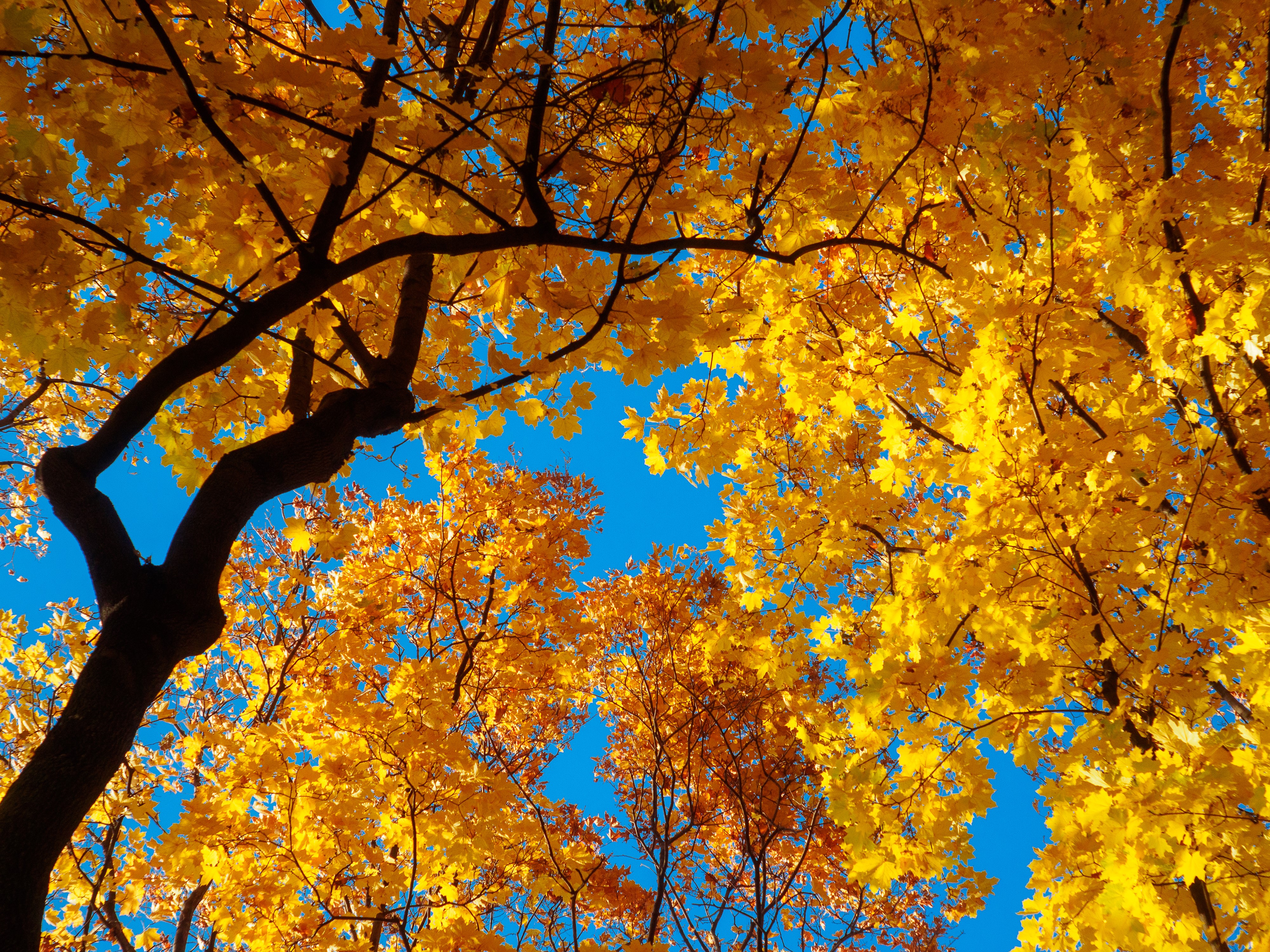 Autumn branches with yellow foliage against blue sky HD Wallpaper