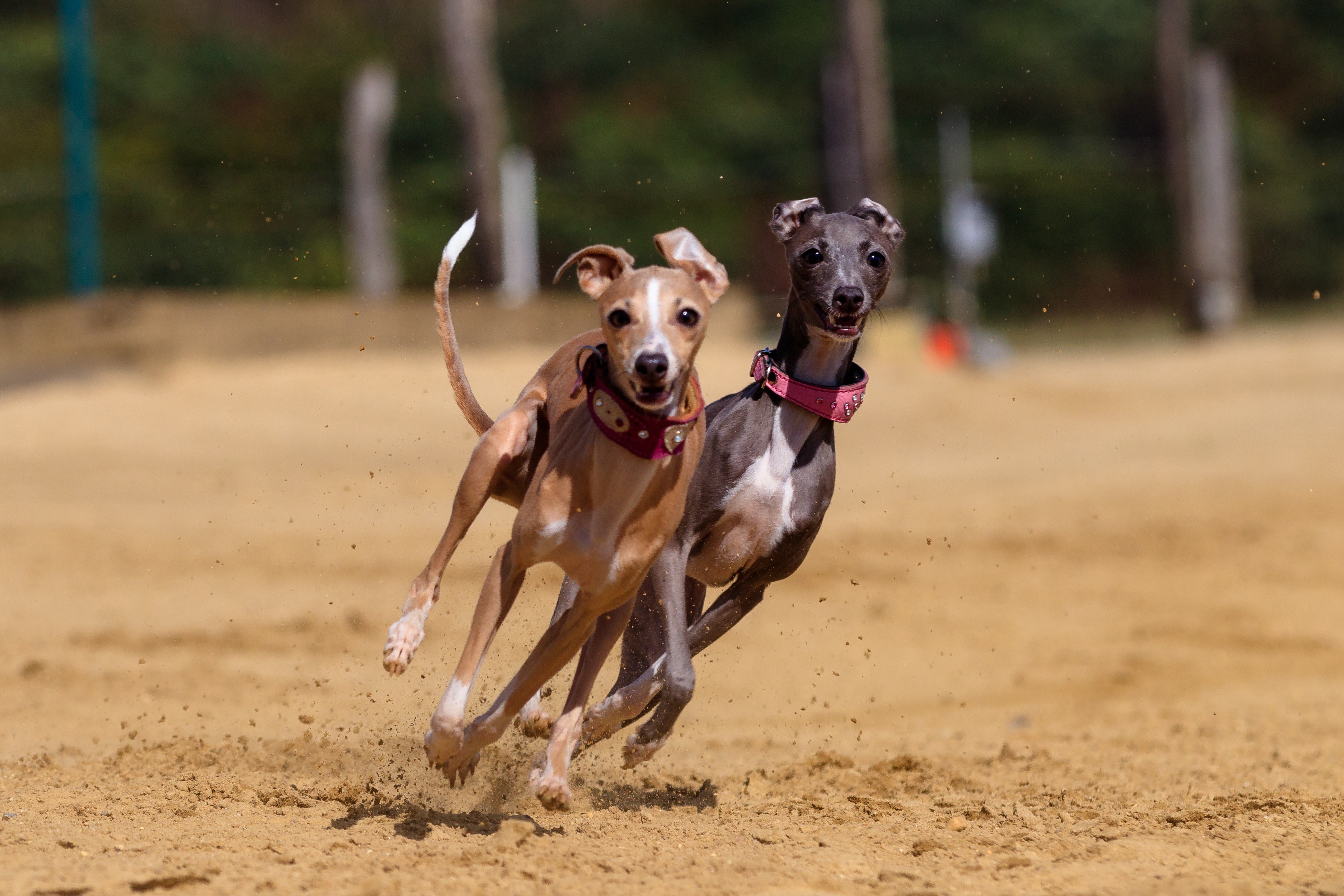 Two Italian Greyhounds running on sand HD Wallpaper