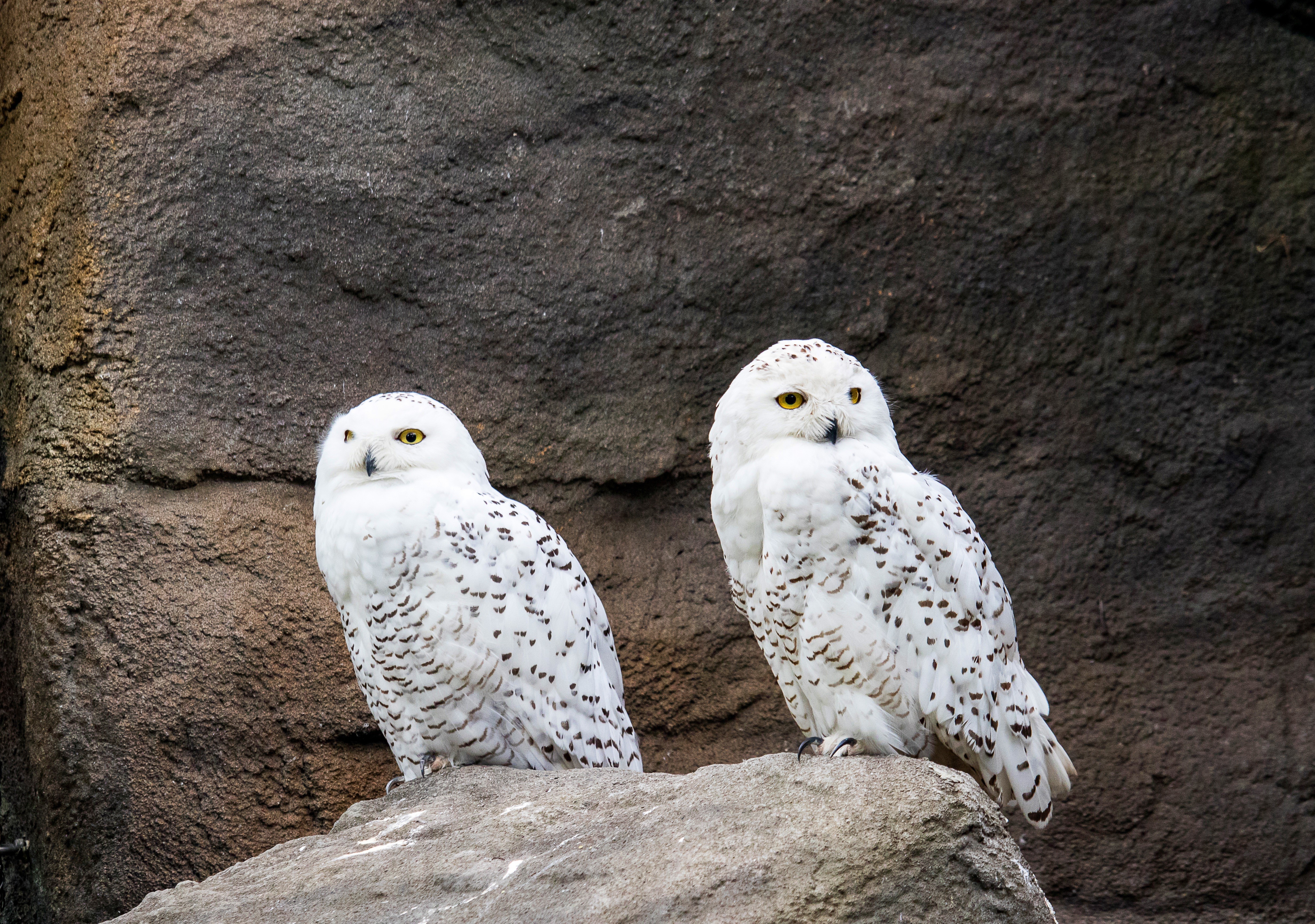 Two Snowy Owls on Rocks HD Wallpaper