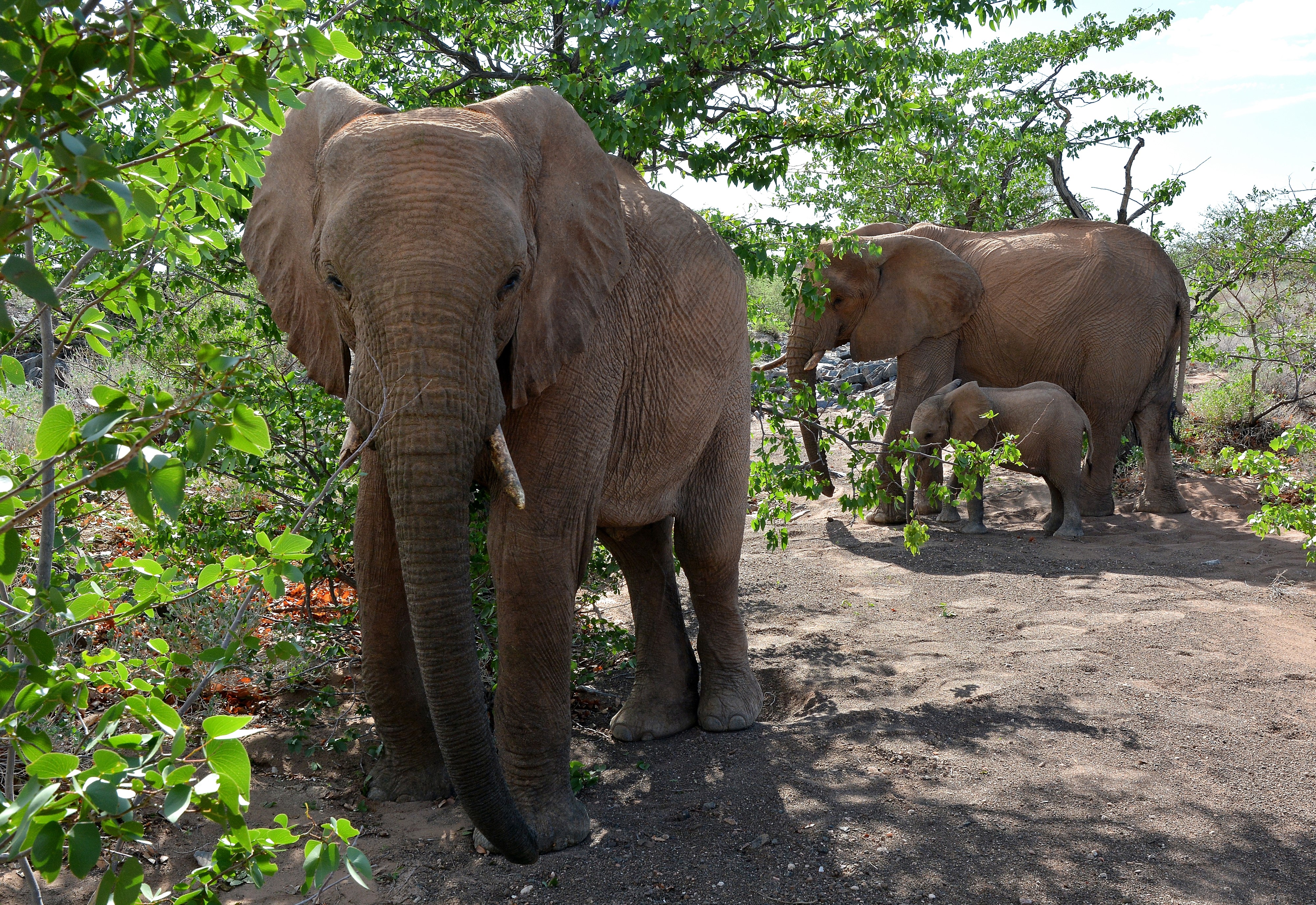 Three Elephants and a Cub in a Forest HD Wallpaper