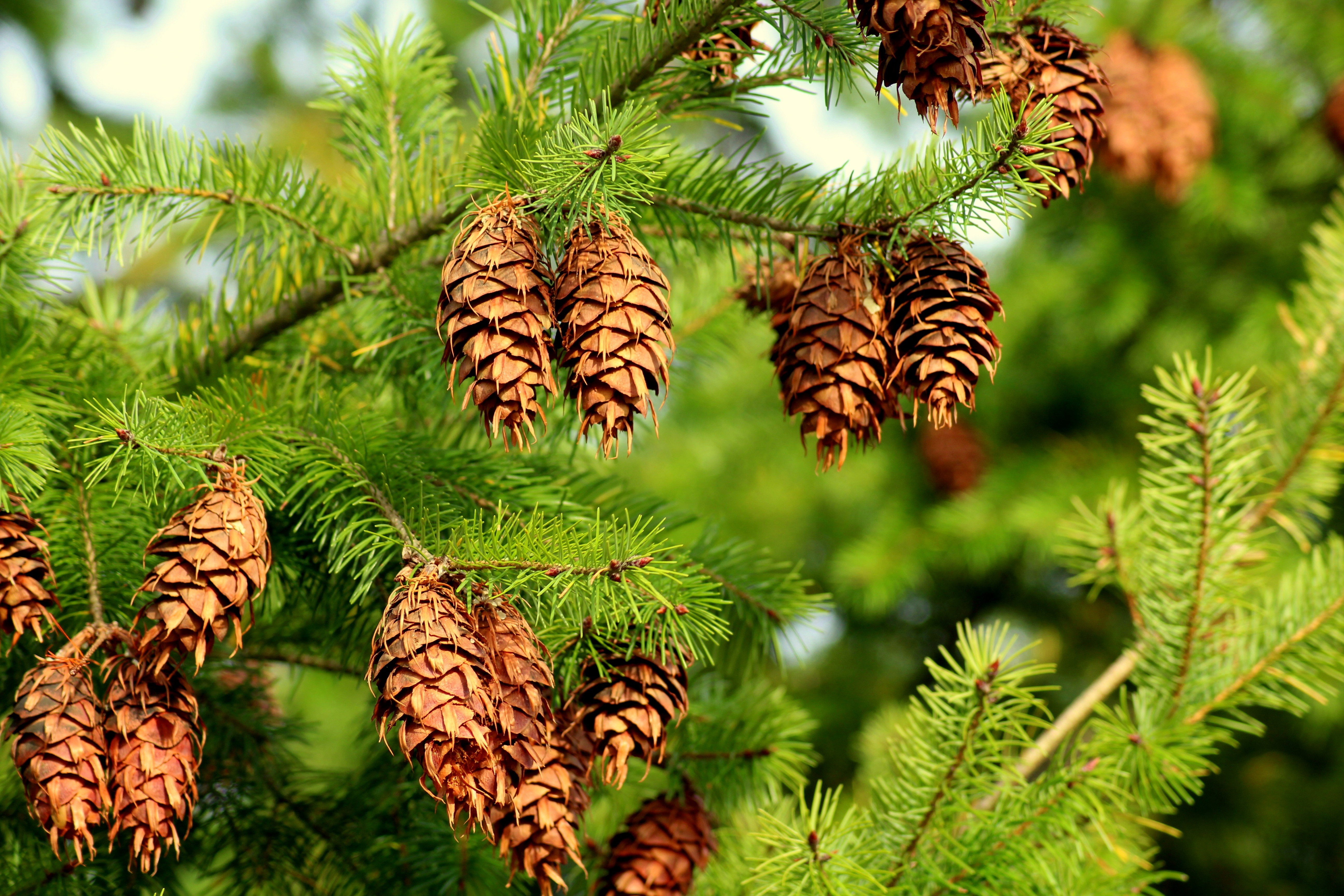 Pine cones on a spruce tree HD Wallpaper