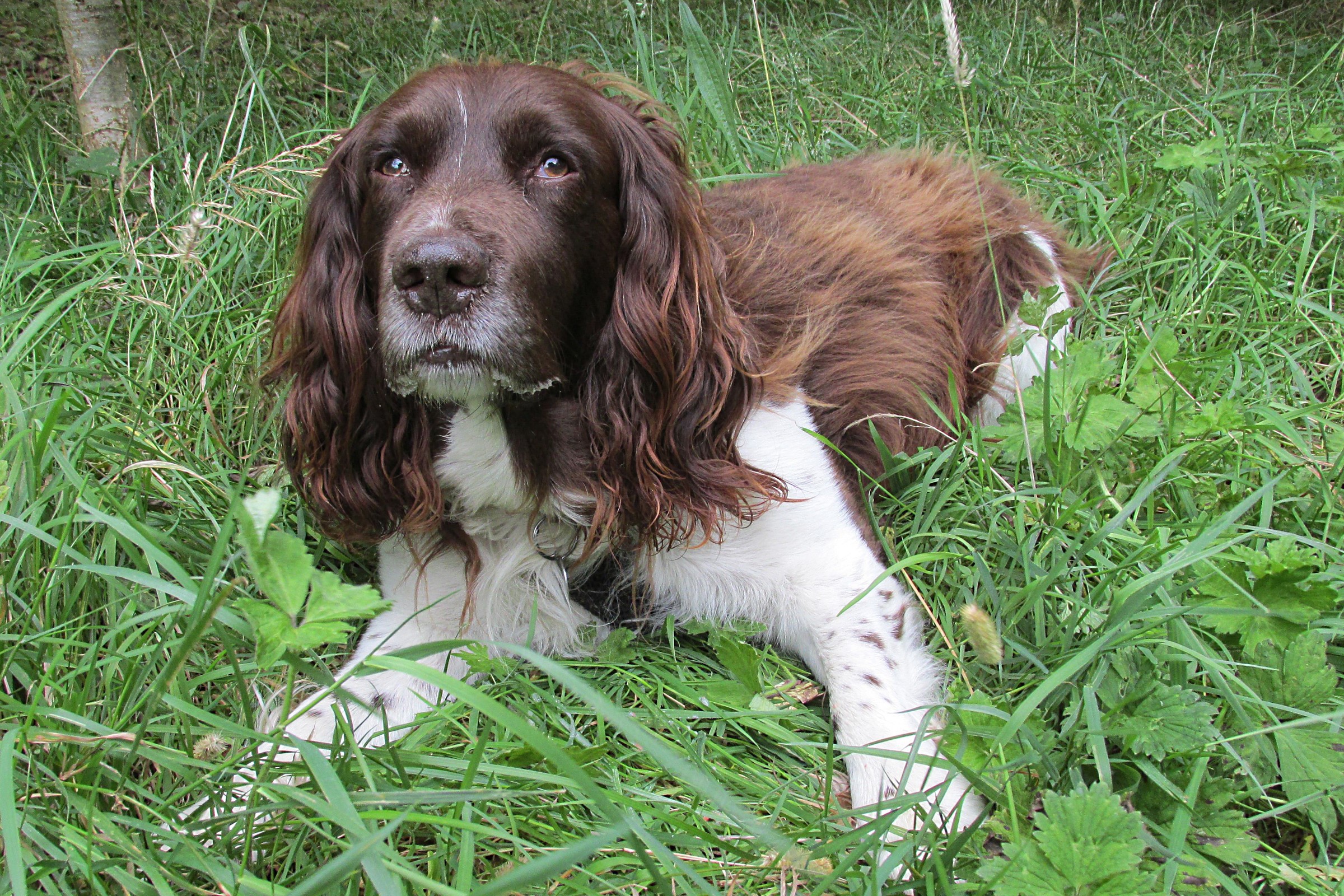 English Springer Spaniel lying in grass HD Wallpaper