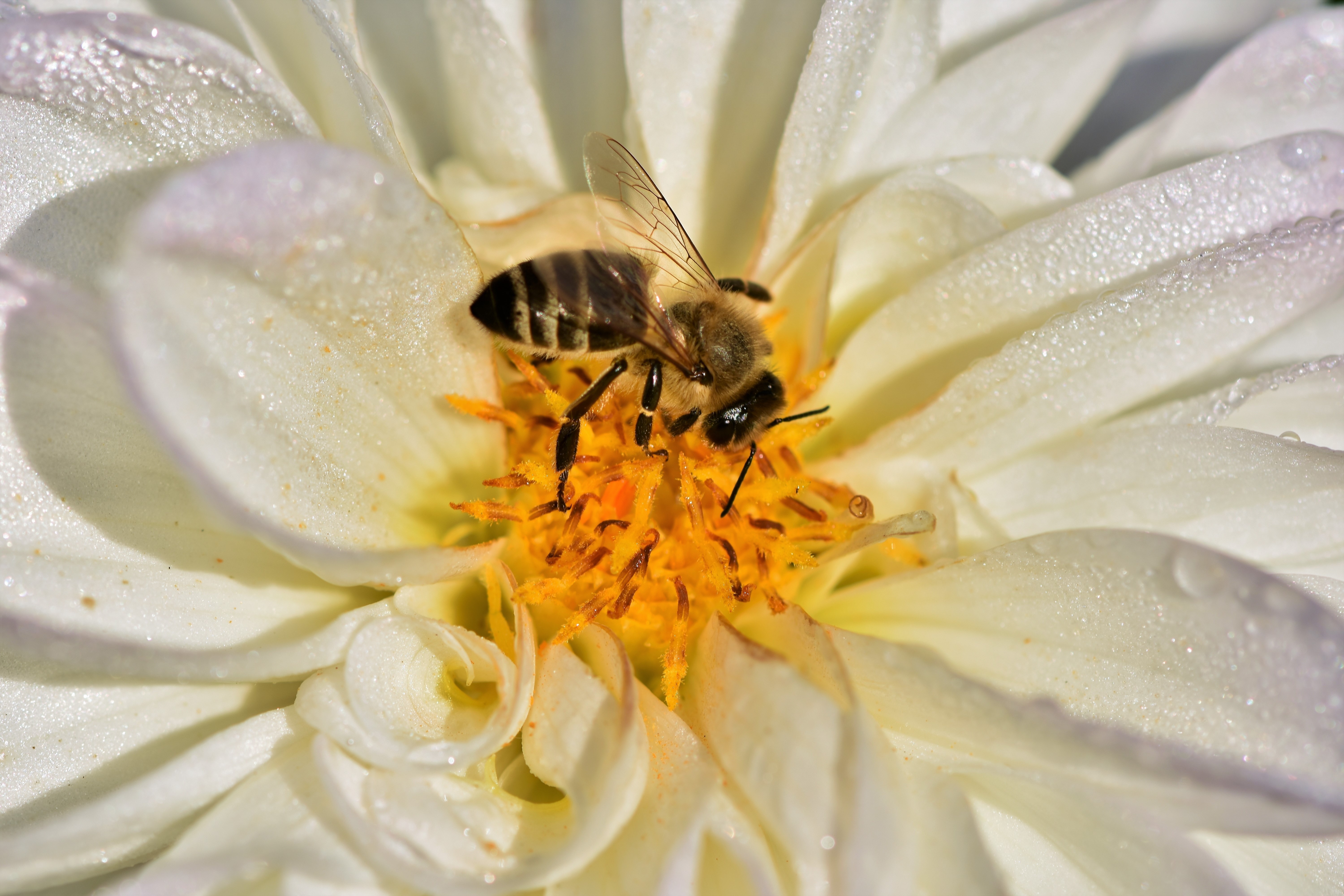 Bee on a white Dahlia flower with dew drops HD Wallpaper