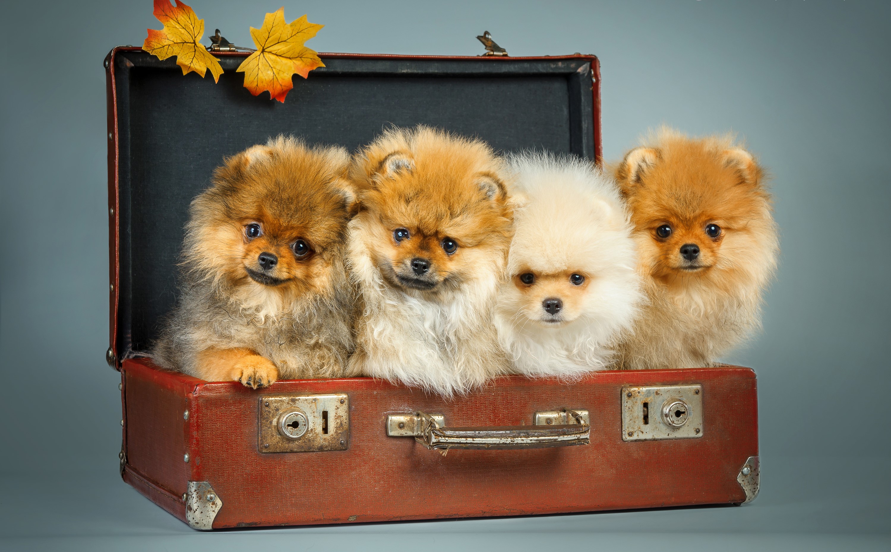Four Pomeranian puppies in a vintage suitcase with autumn leaves HD Wallpaper