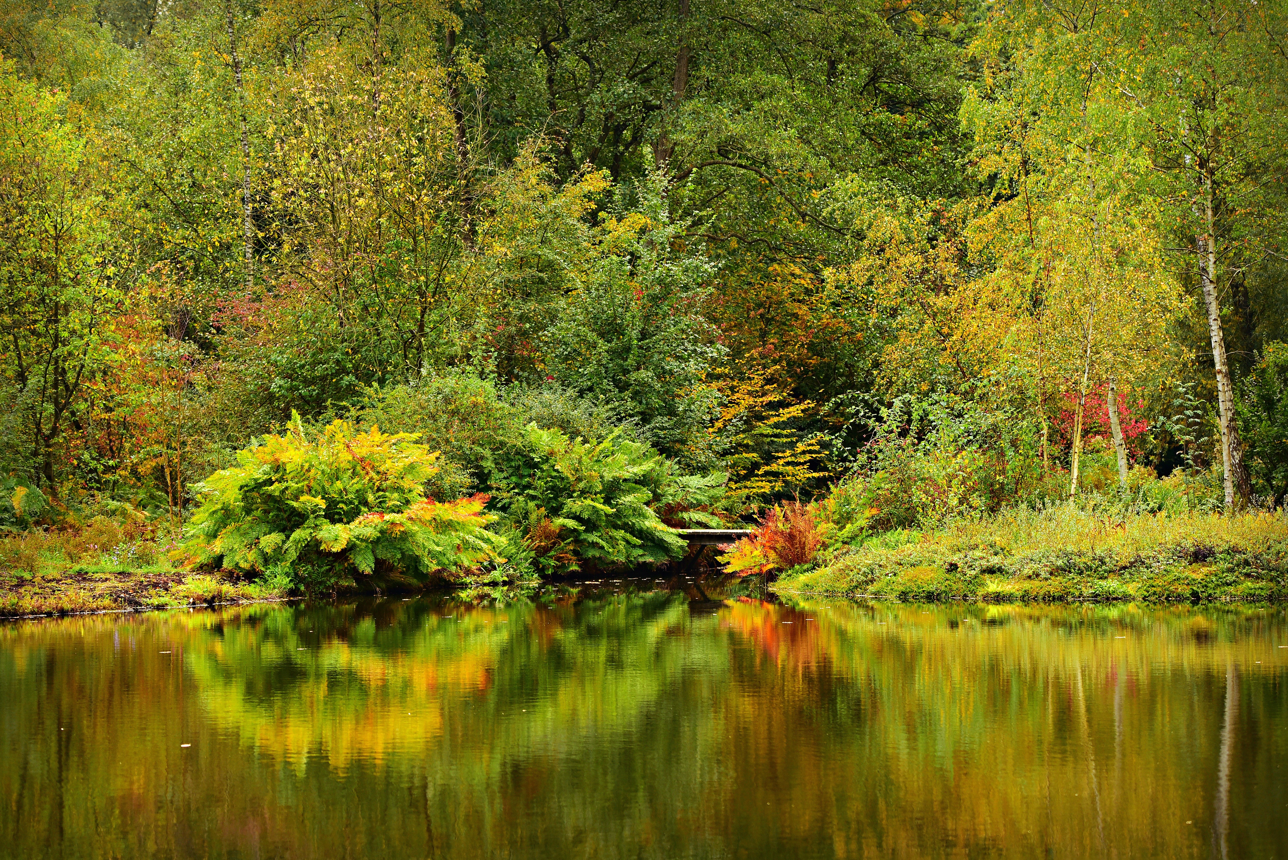 Autumn forest reflected in a pond HD Wallpaper