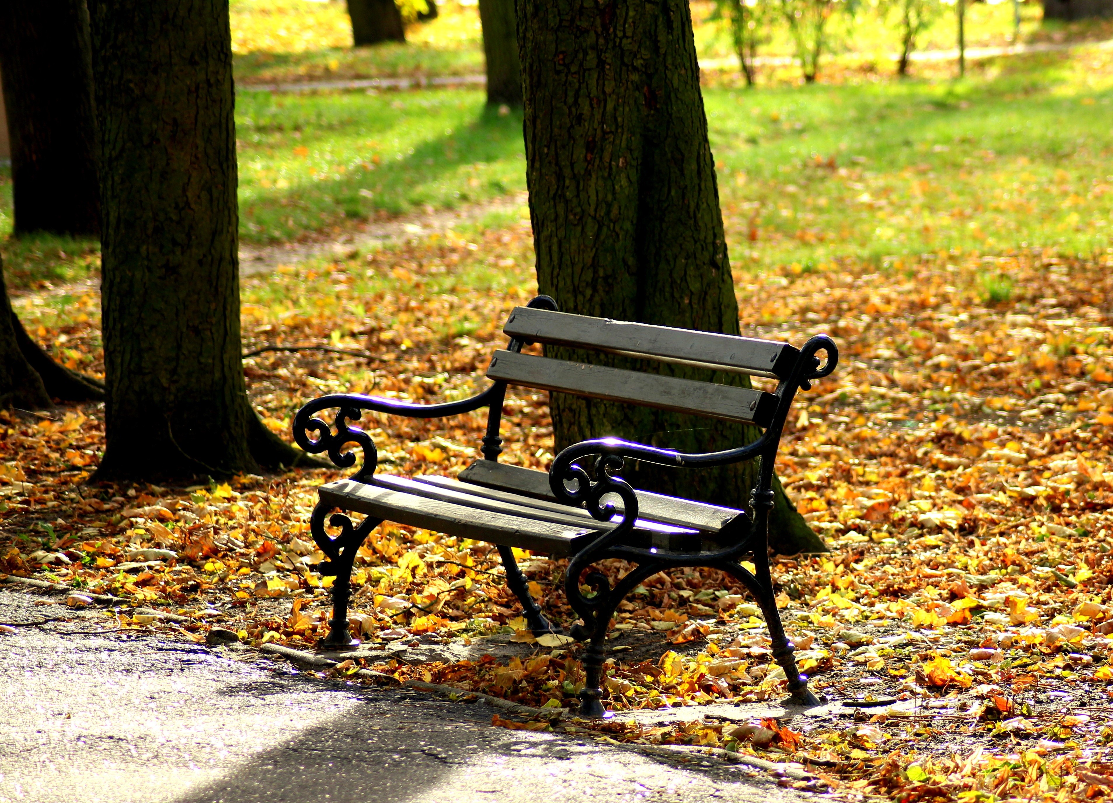 Park bench in autumn with fallen leaves HD Wallpaper