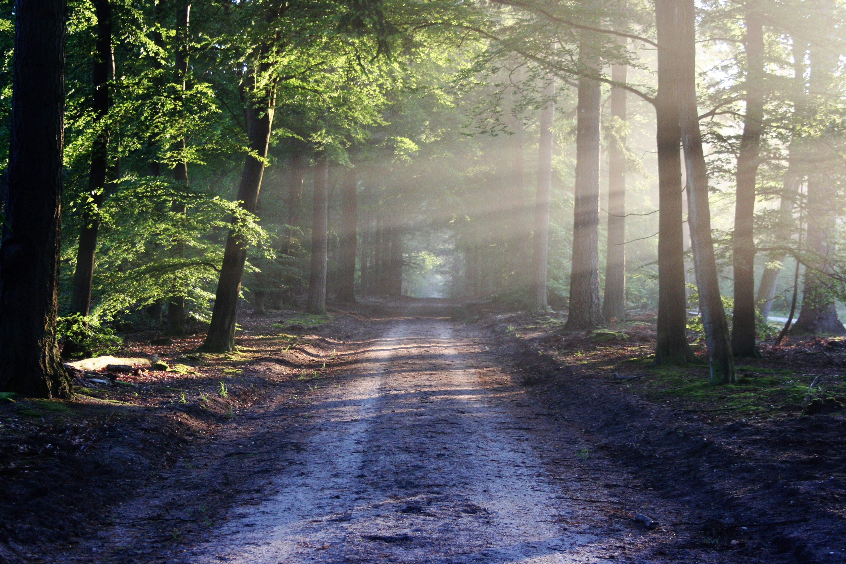 A dirt road through a sunlit forest HD Wallpaper