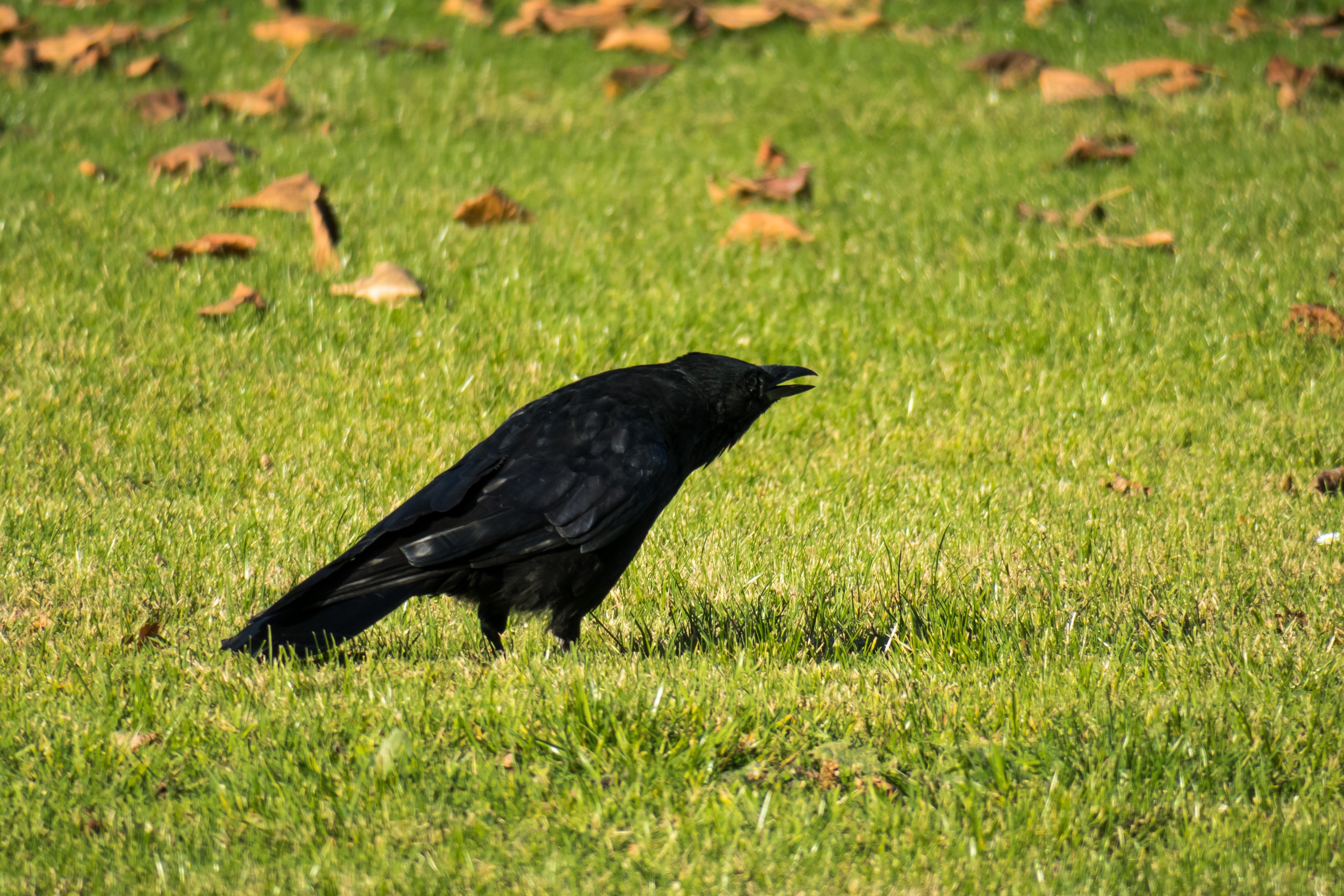 Crow on a grassy lawn with fallen leaves HD Wallpaper