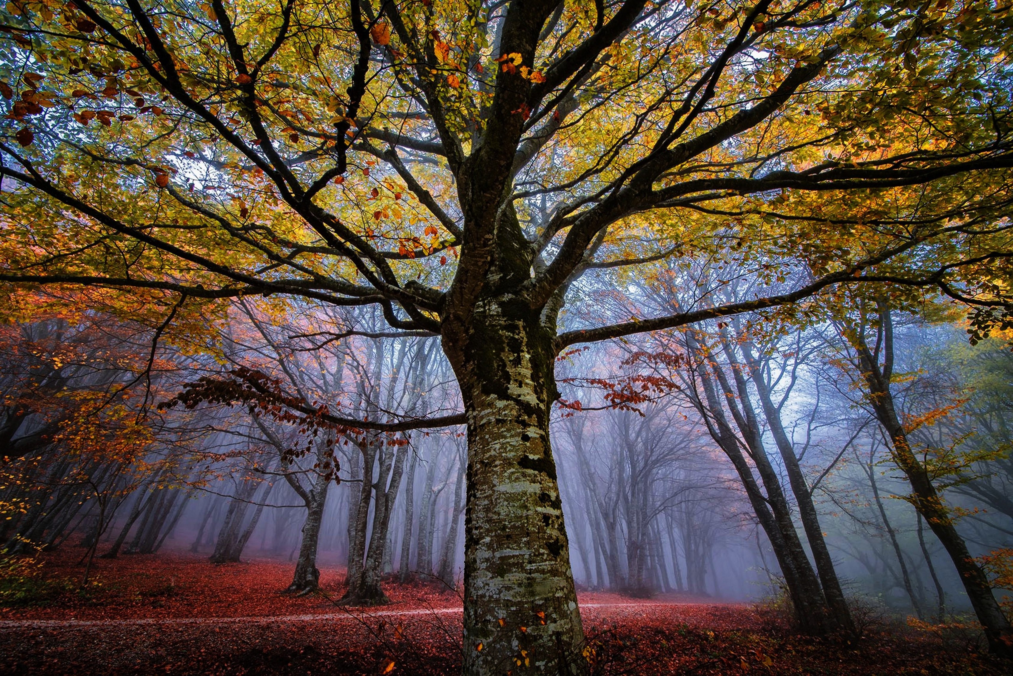 Autumn forest with fog and fallen leaves HD Wallpaper