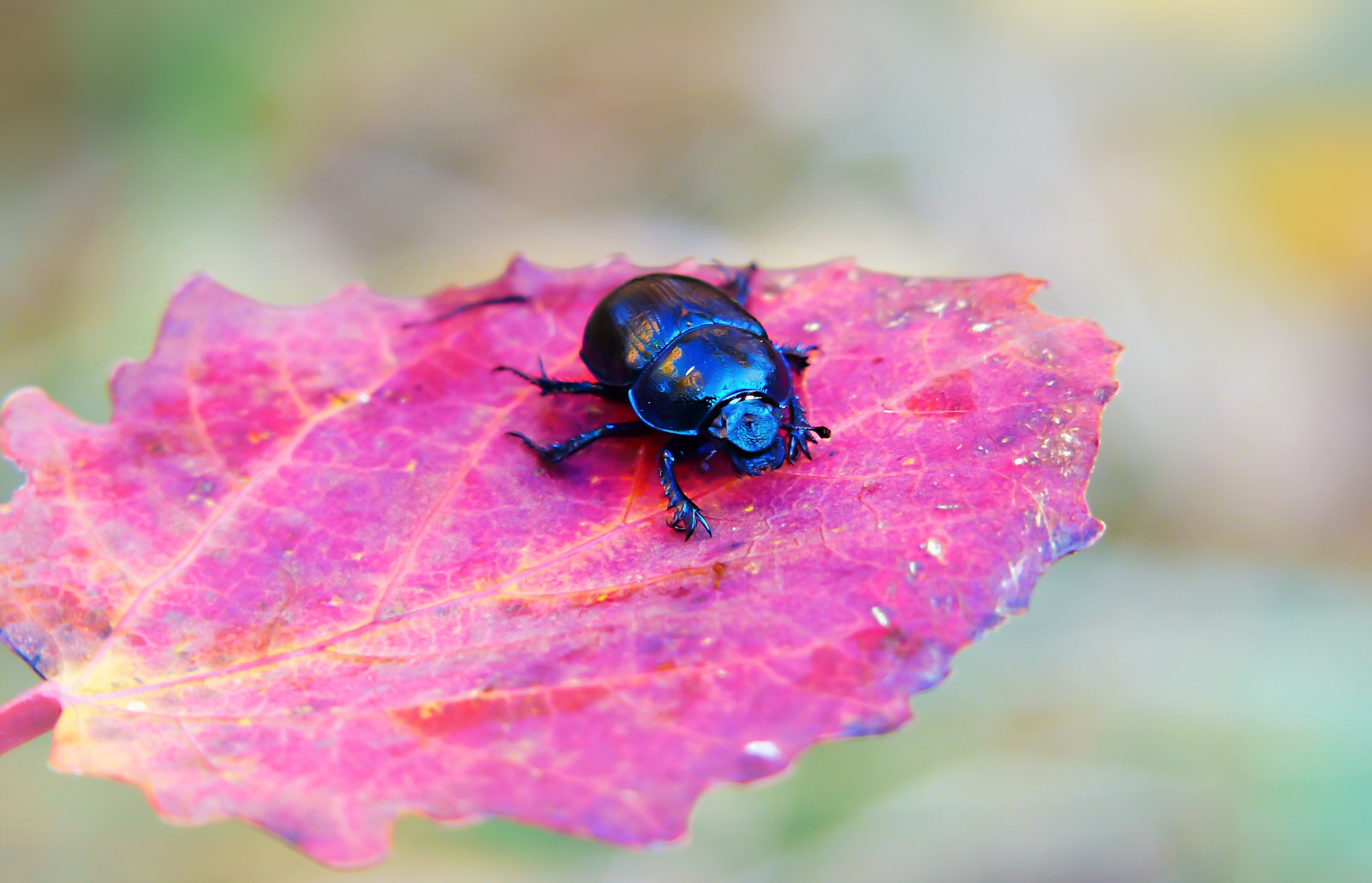 Blue beetle on a pink leaf HD Wallpaper