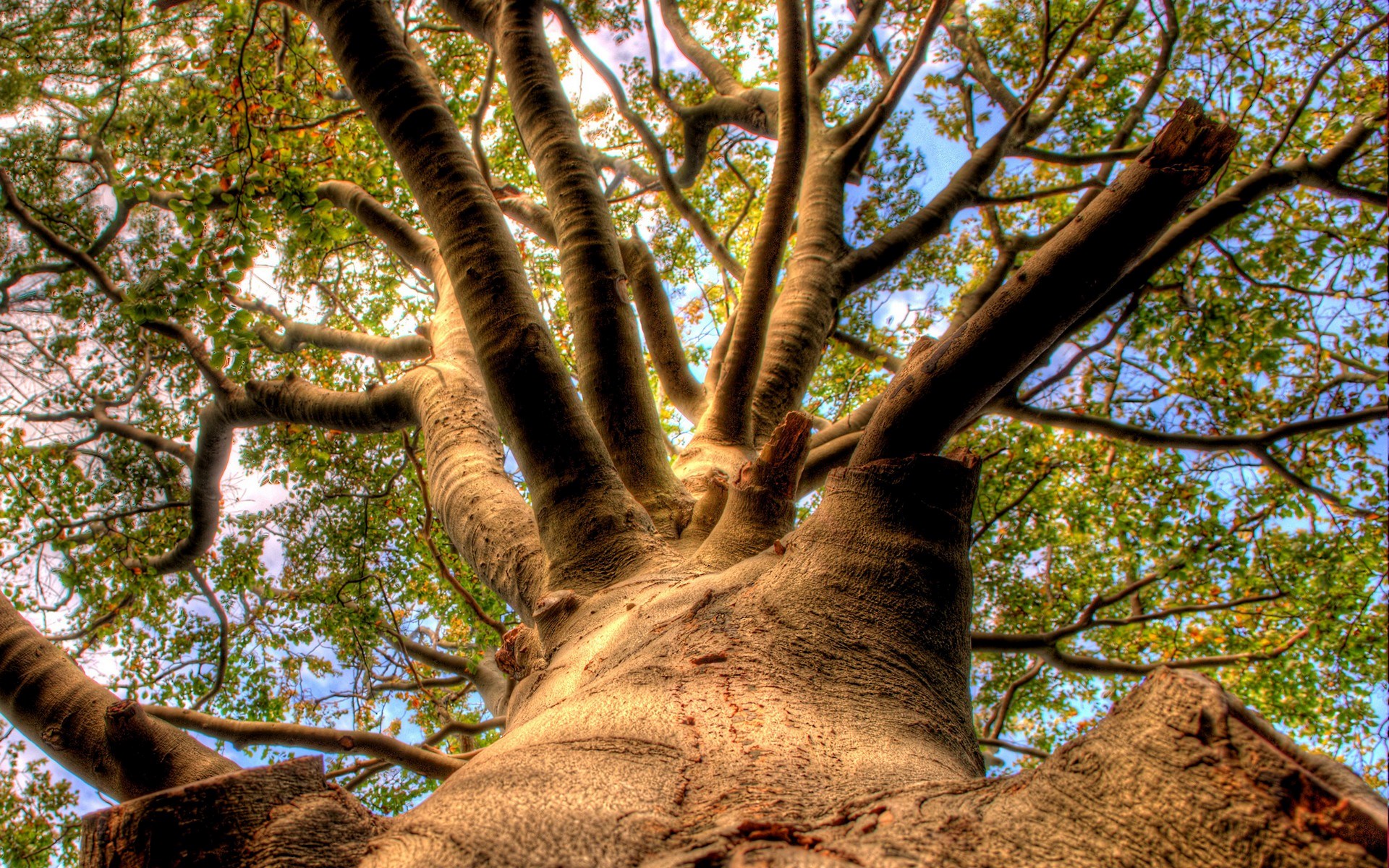 Looking up at a large tree trunk and branches HD Wallpaper