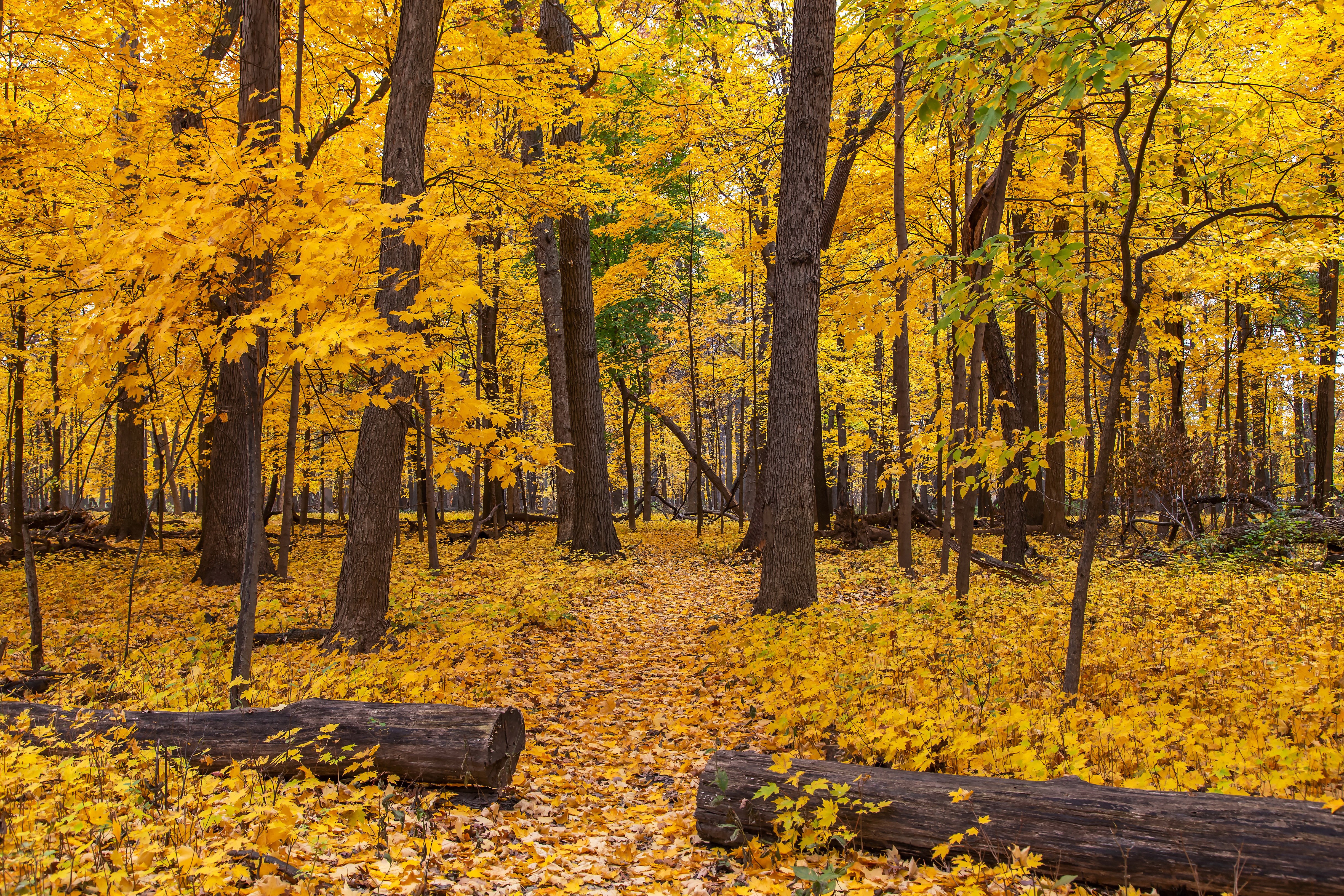 Autumn forest with fallen logs and yellow foliage HD Wallpaper