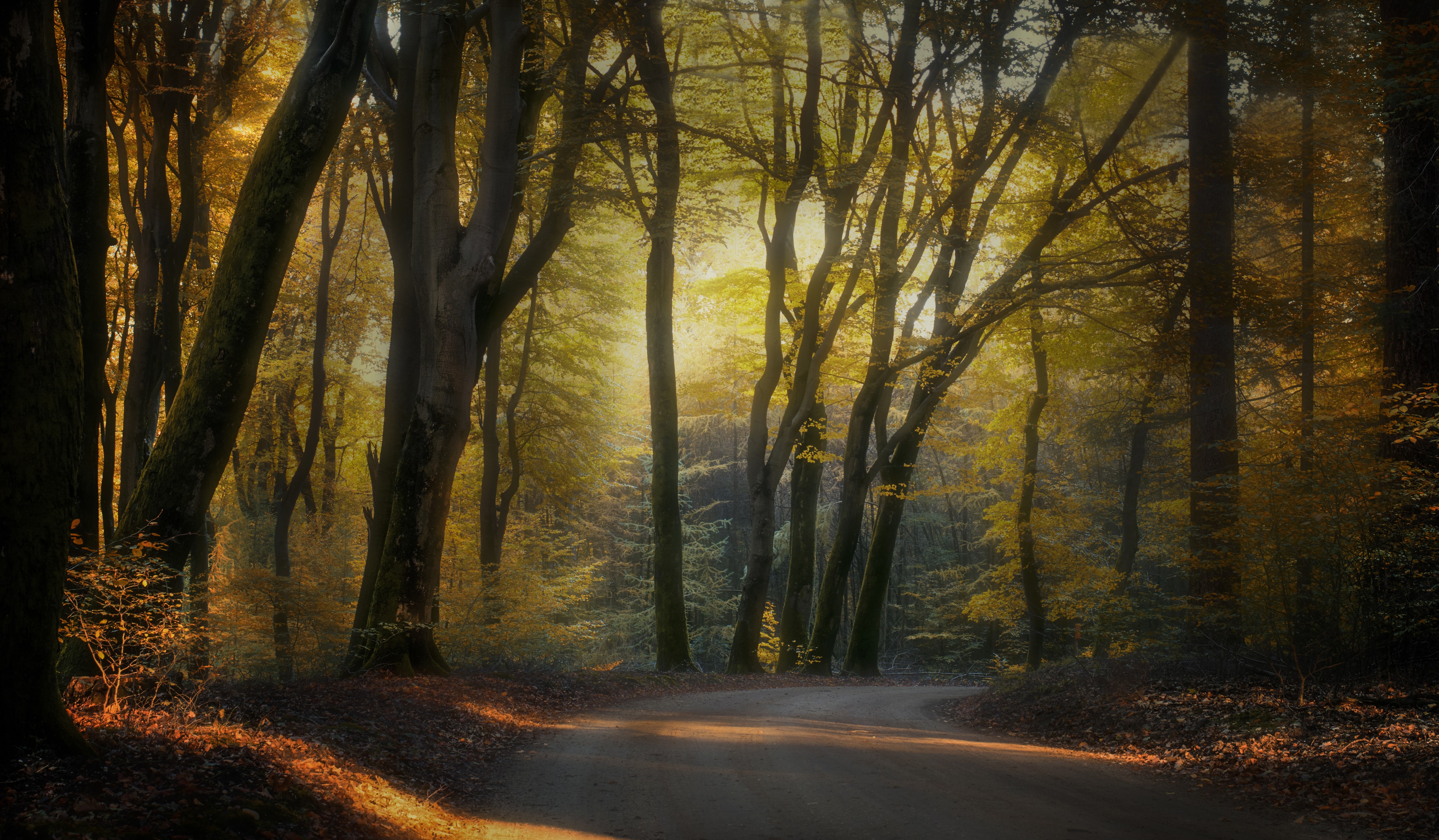 Autumn forest road in the Netherlands HD Wallpaper