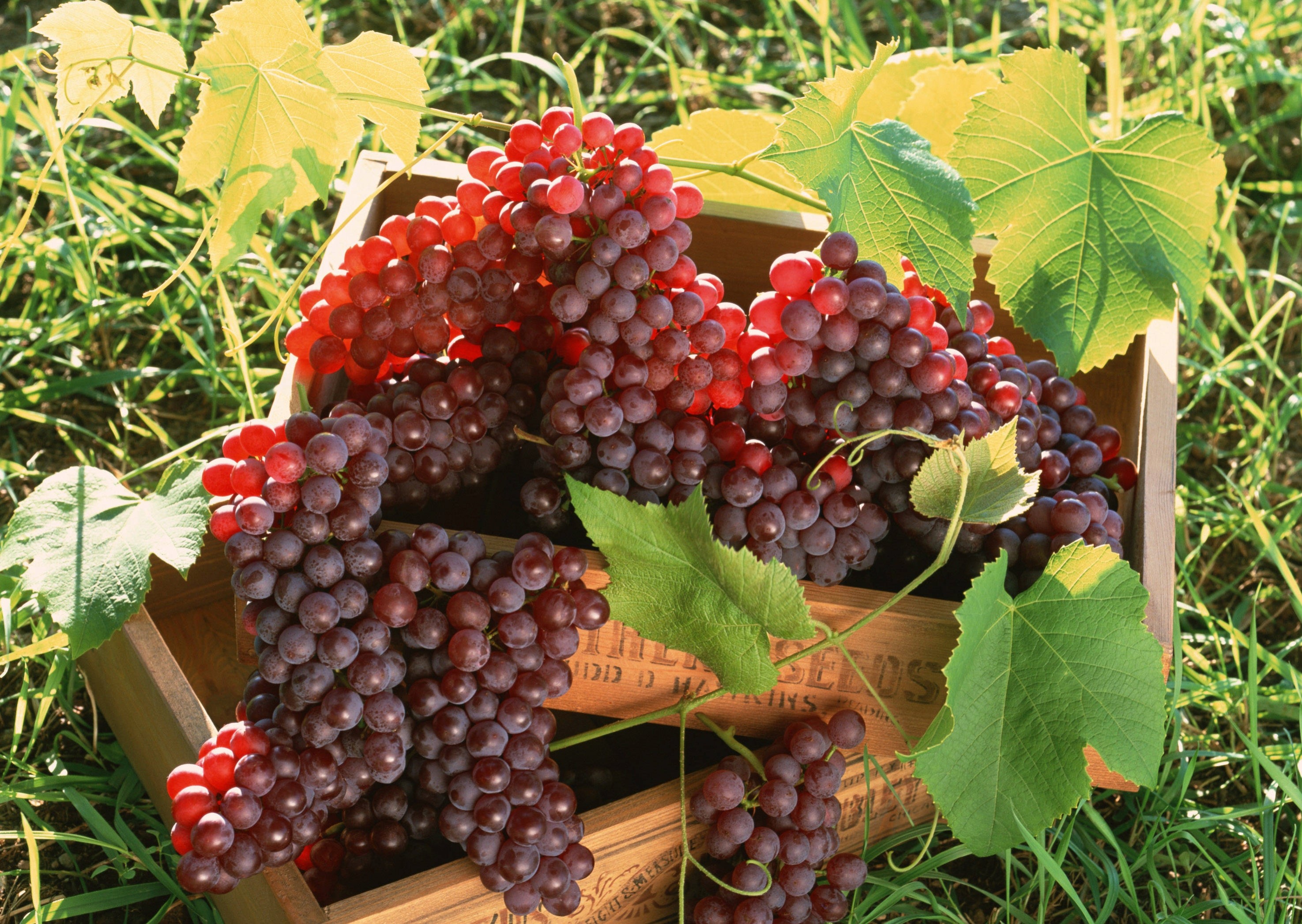 Red grapes in a wooden crate with leaves HD Wallpaper