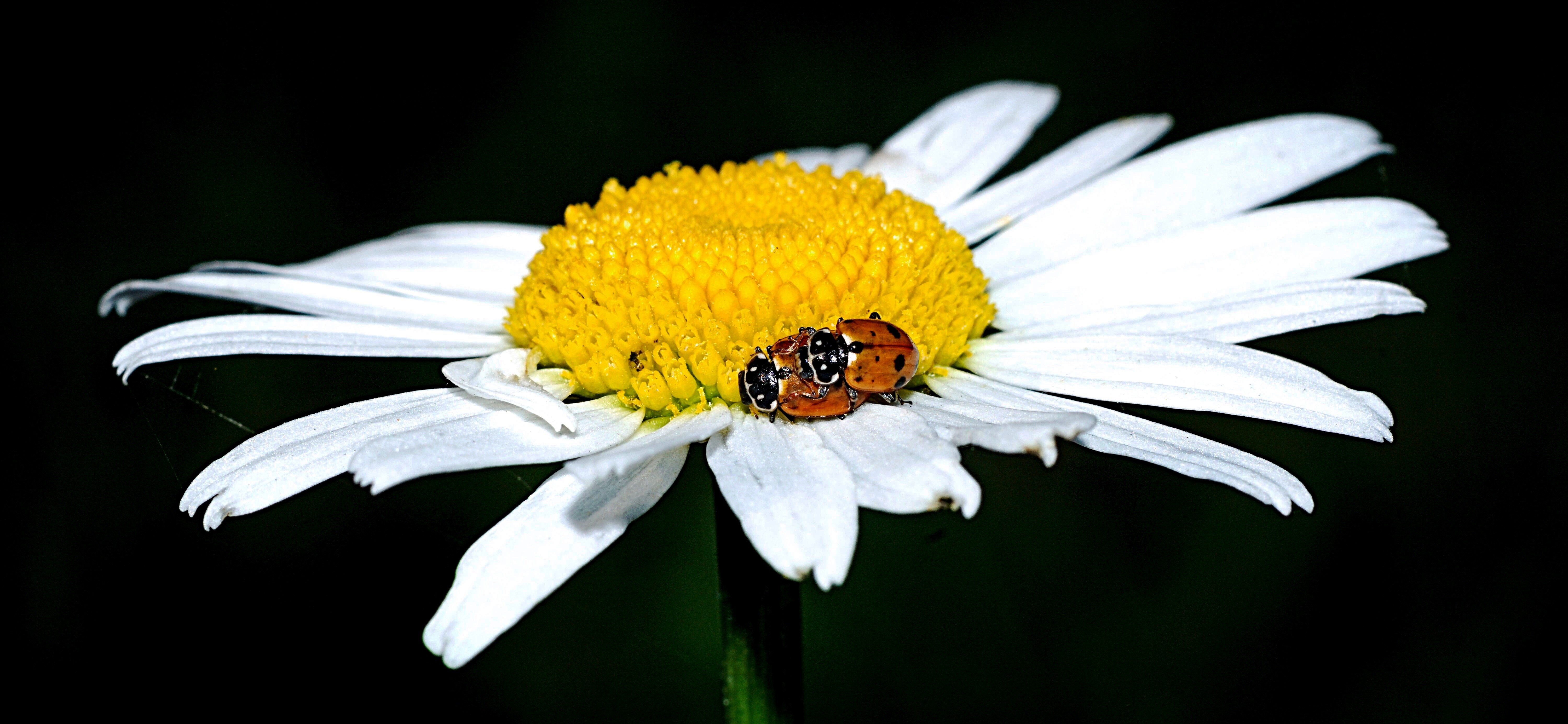 Ladybugs on a Daisy HD Wallpaper