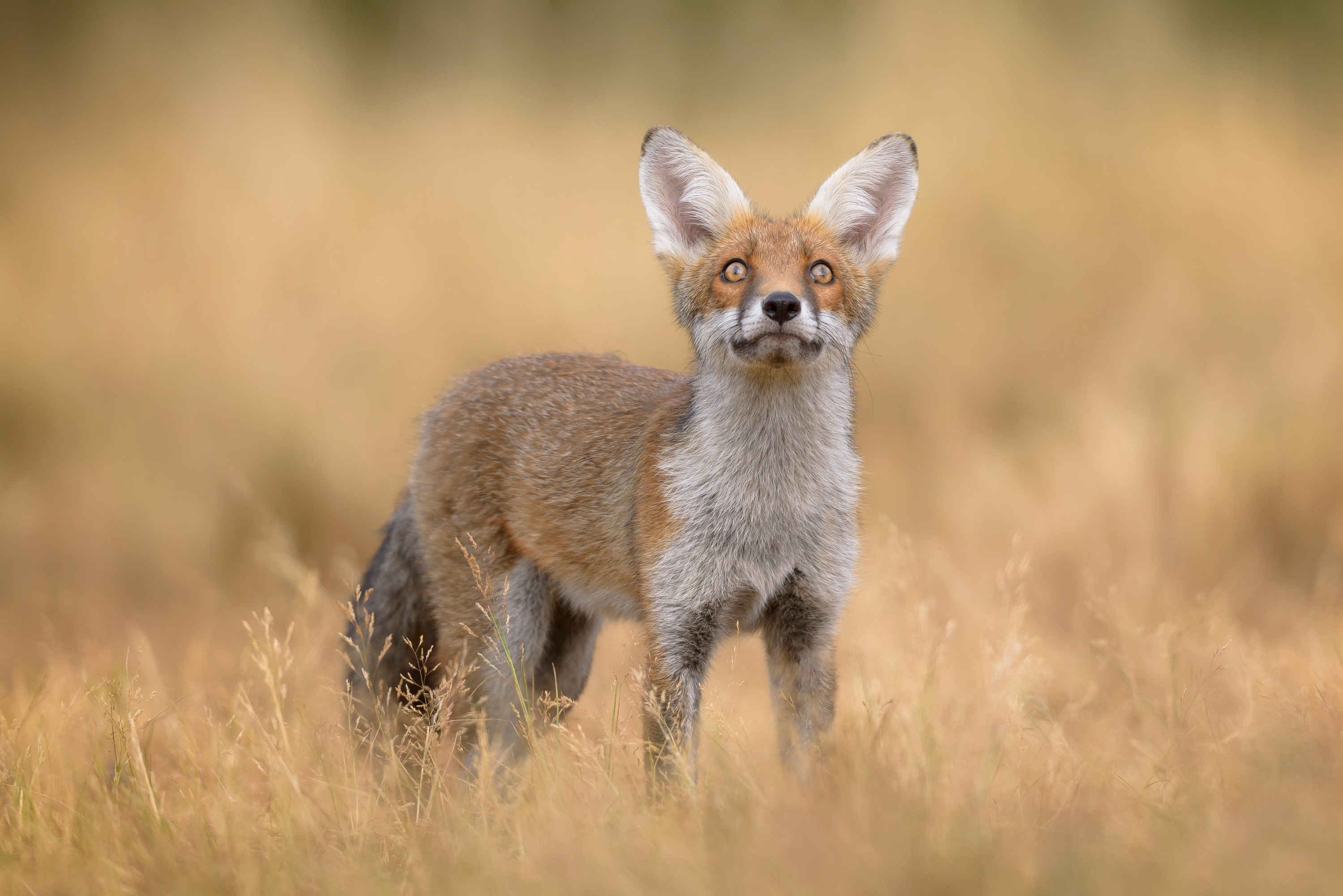 A young fox looks up in a field of tall grass HD Wallpaper