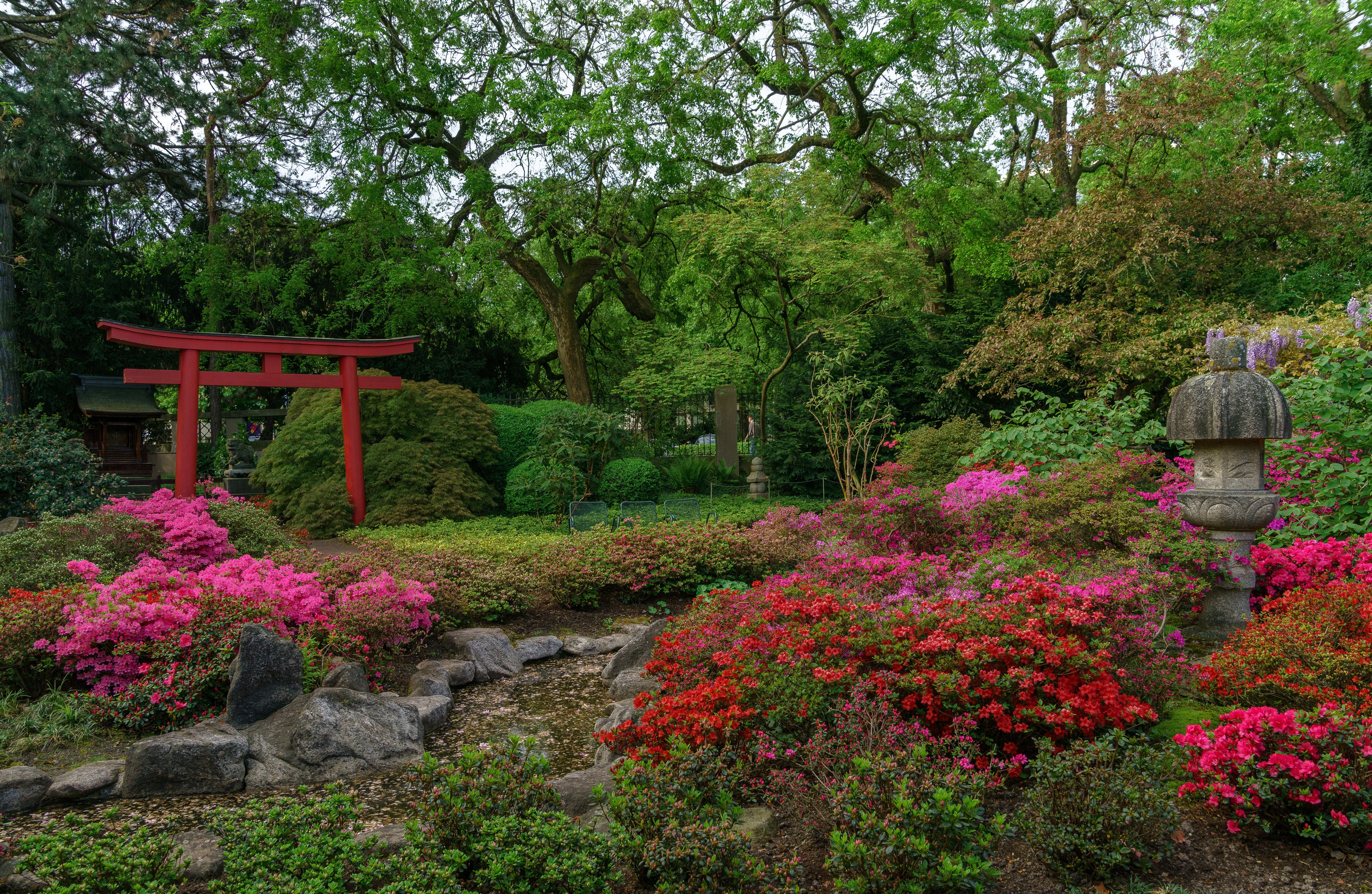 Japanese Garden with Torii Gate and Rhododendrons in Karlsruhe HD Wallpaper