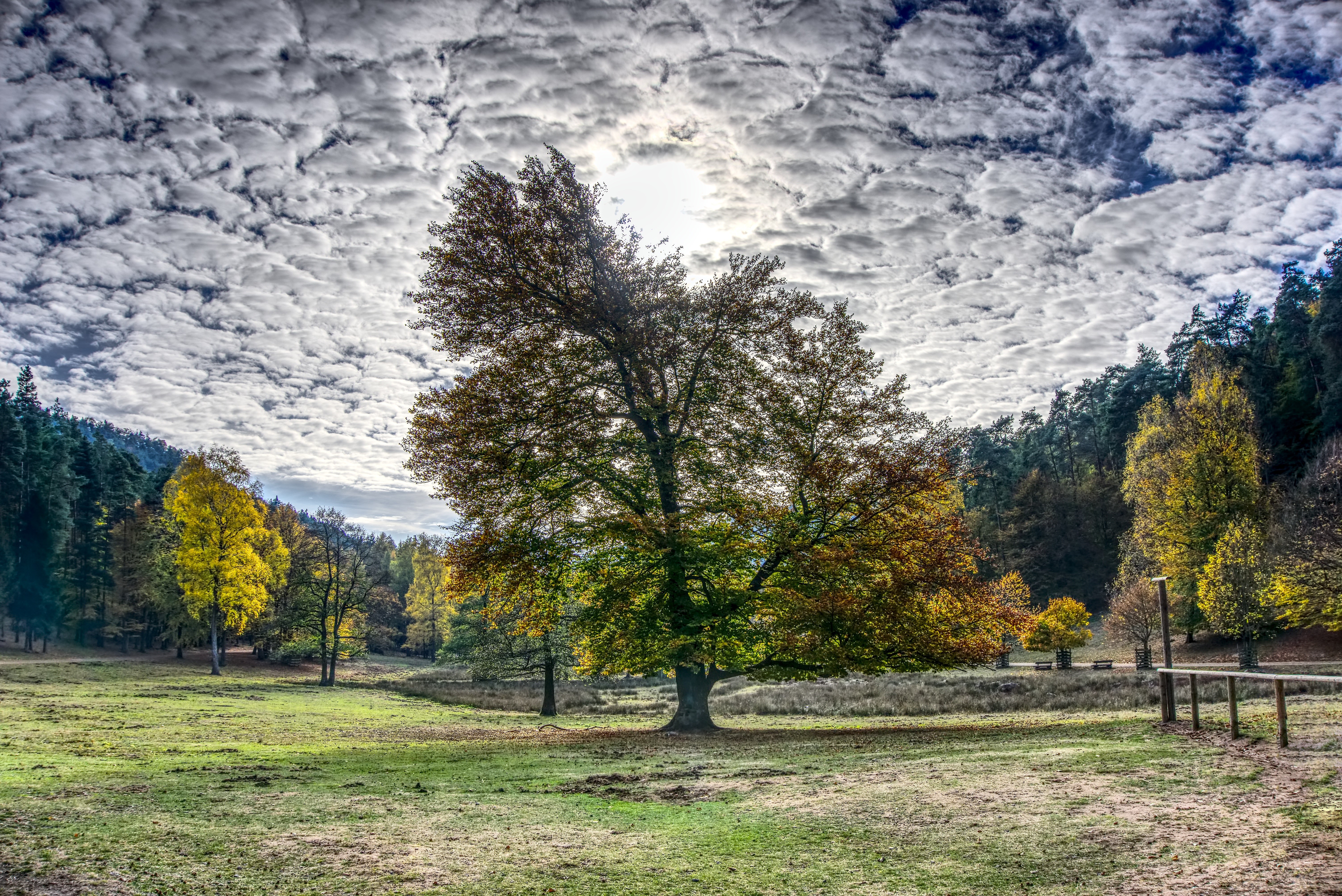 Autumn forest with a large tree and clouds HD Wallpaper