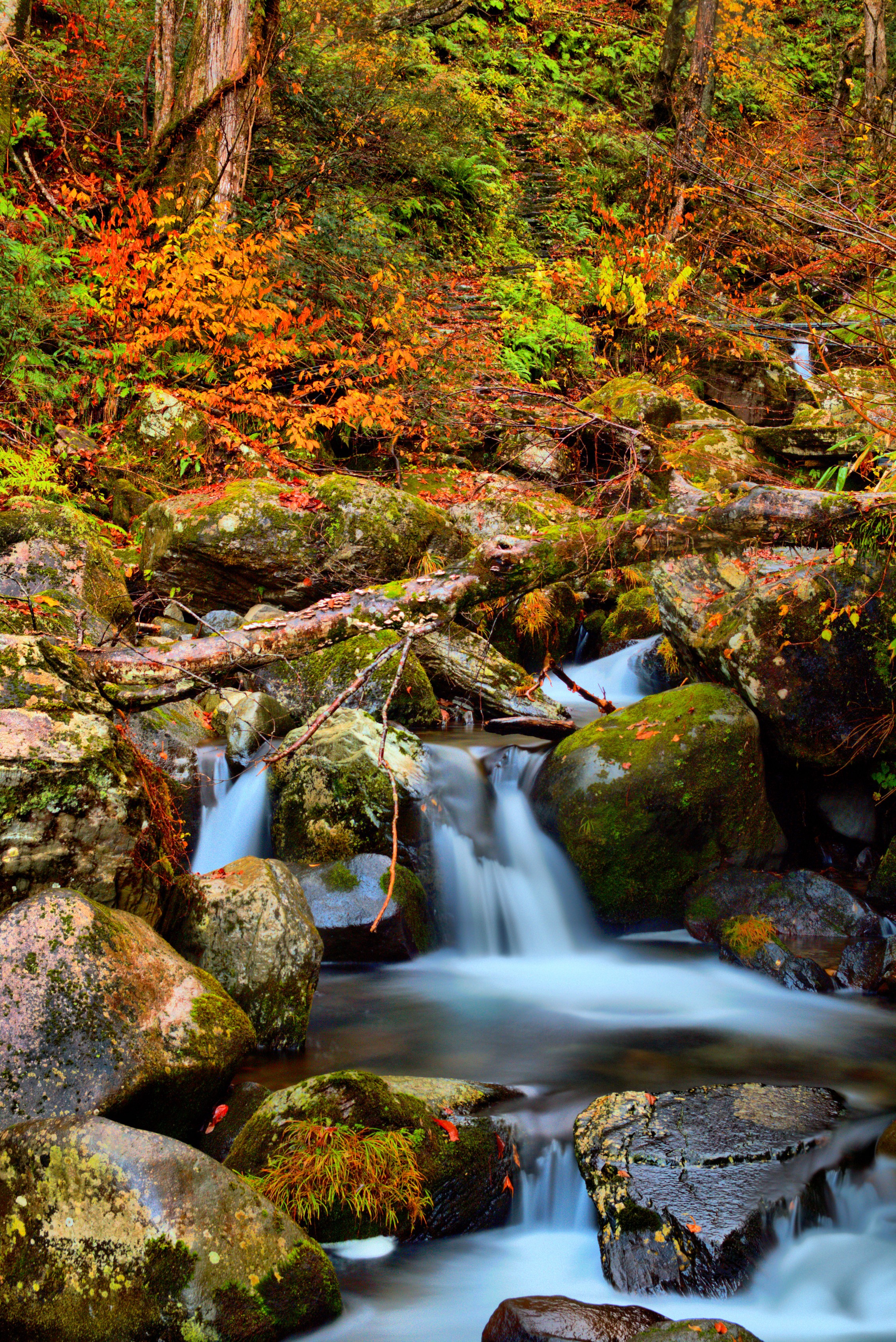 Autumn stream flowing over mossy rocks in a forest HD Phone Wallpaper