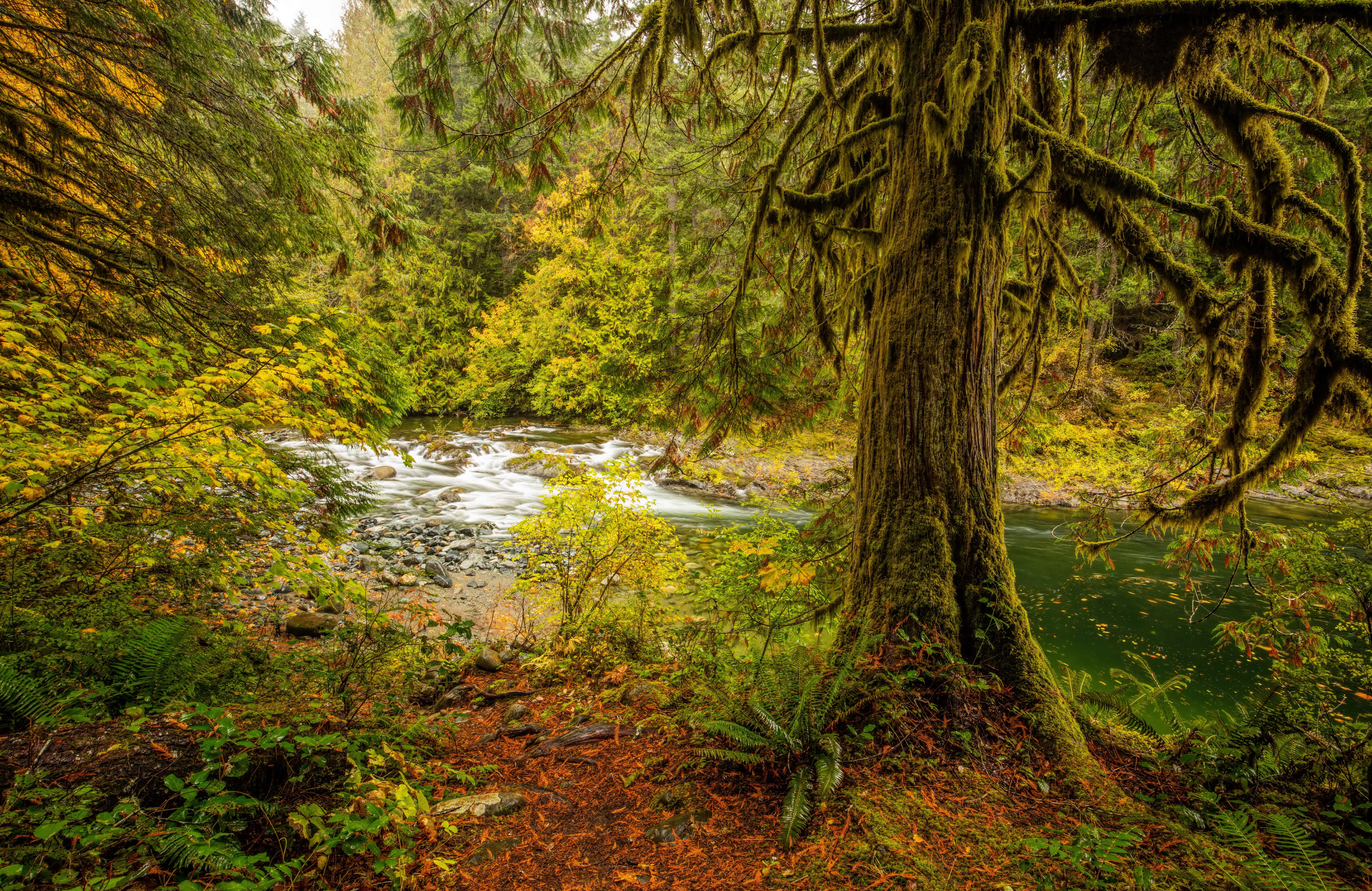 Autumn Forest with River and Moss-Covered Tree HD Wallpaper